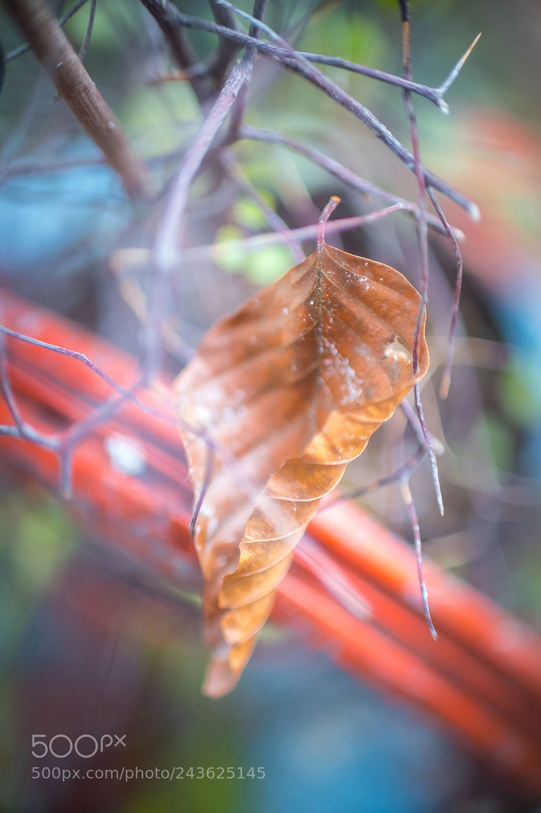 Fujifilm X-T2 sample photo. Foliage photography