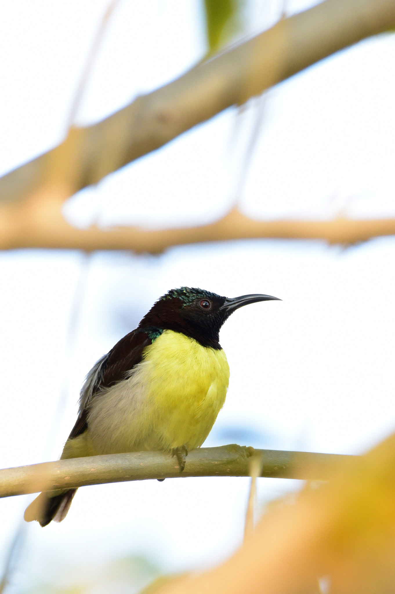 Nikon D810 sample photo. Sunbird photography