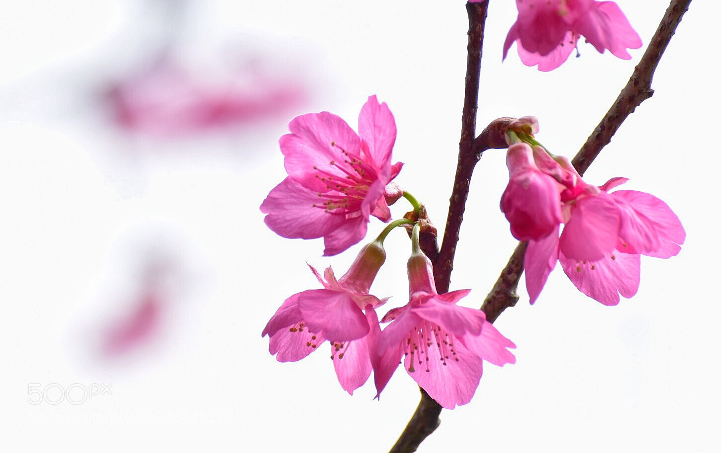 Nikon D5500 sample photo. Untitled photography