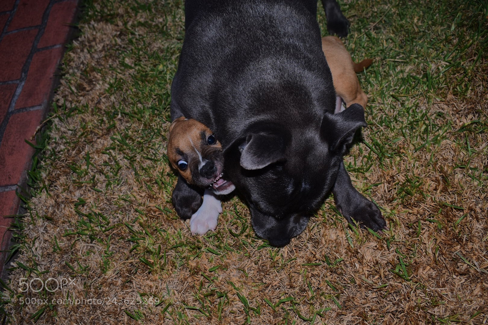 Nikon D3400 sample photo. Scary ☠️? photography