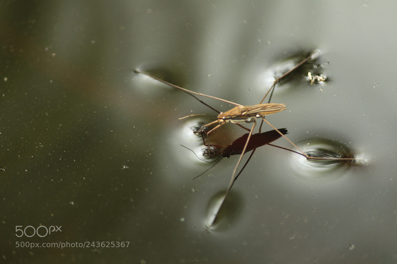Canon EF-S 55-250mm F4-5.6 IS II sample photo. Seagllider photography