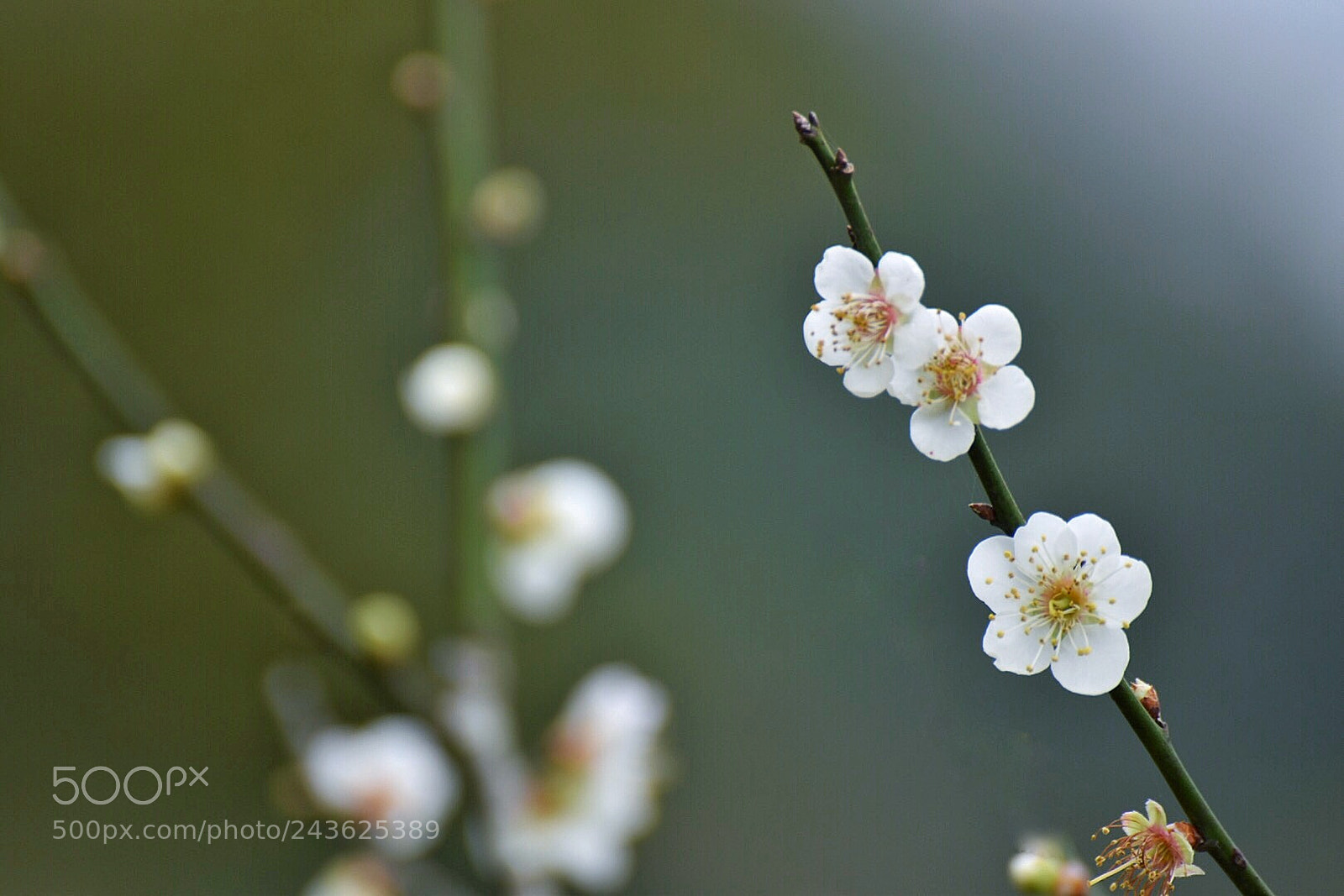Nikon D5500 sample photo. Untitled photography