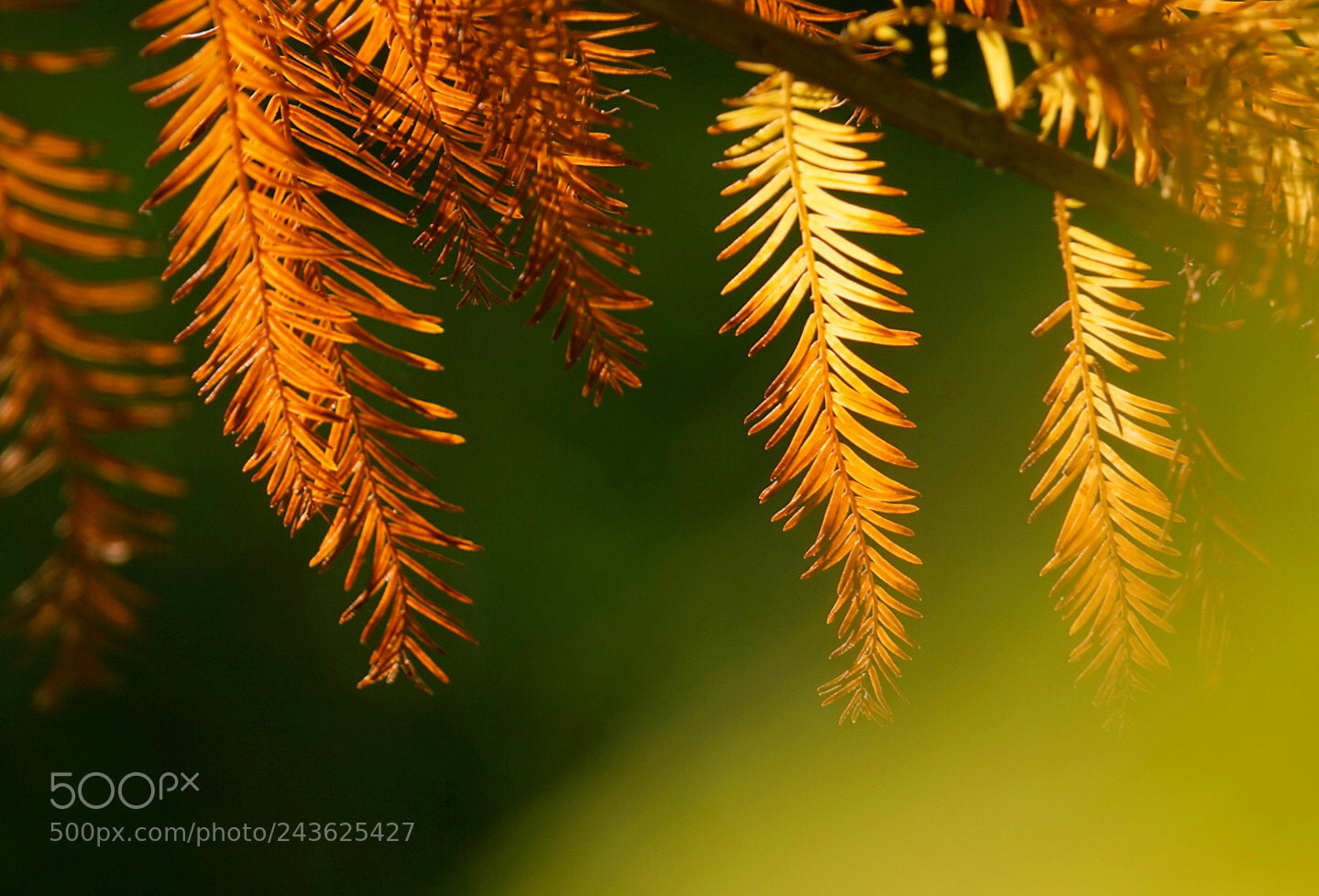 Sony Alpha a5000 (ILCE 5000) sample photo. Untitled photography