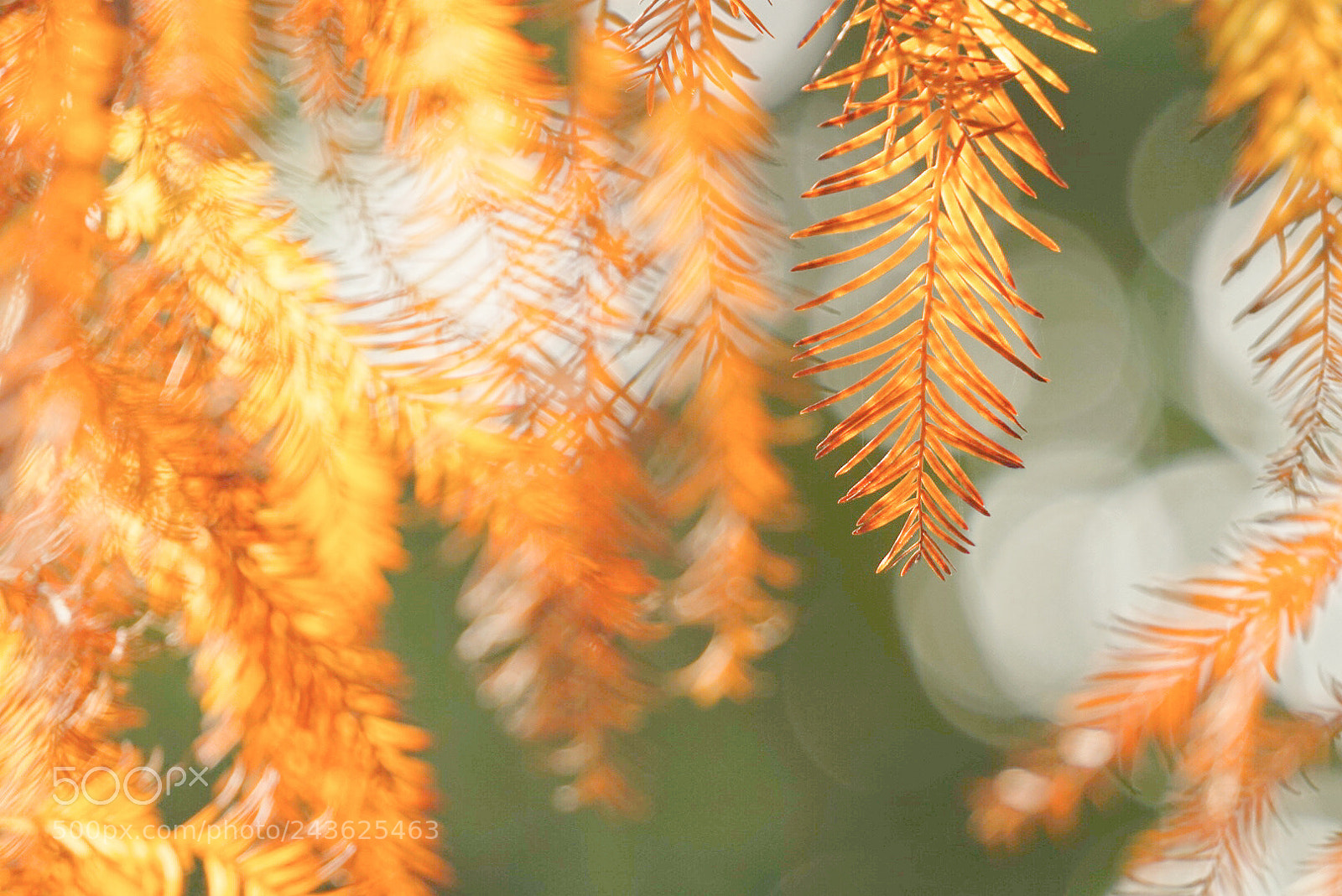 Sony Alpha a5000 (ILCE 5000) sample photo. Untitled photography