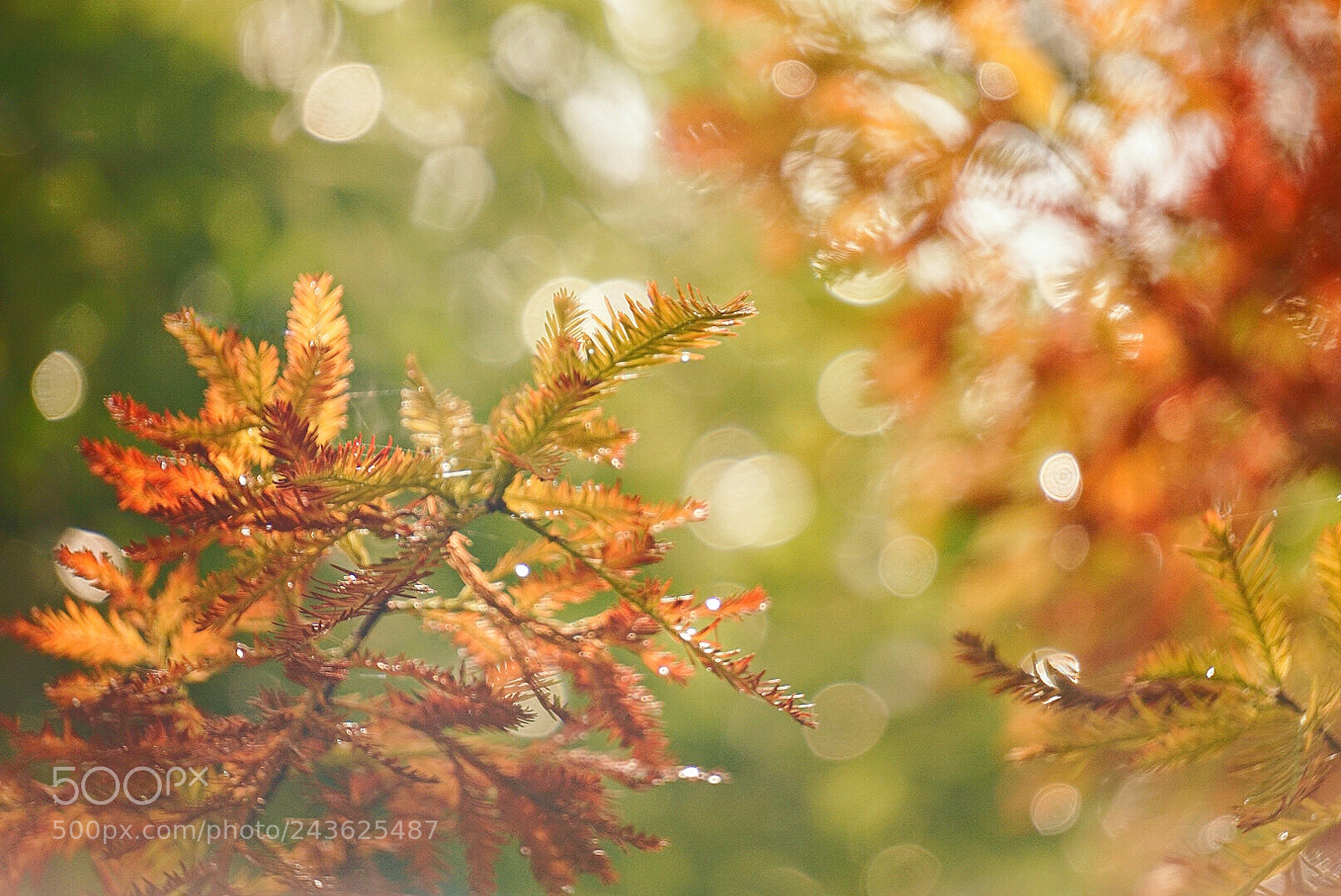 Sony Alpha a5000 (ILCE 5000) sample photo. Untitled photography