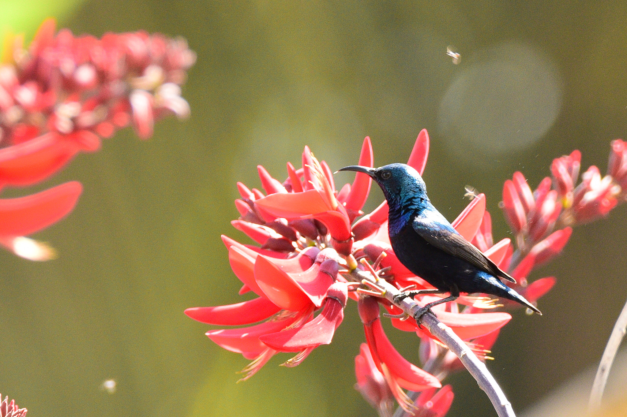 Nikon D810 sample photo. Sunbird photography