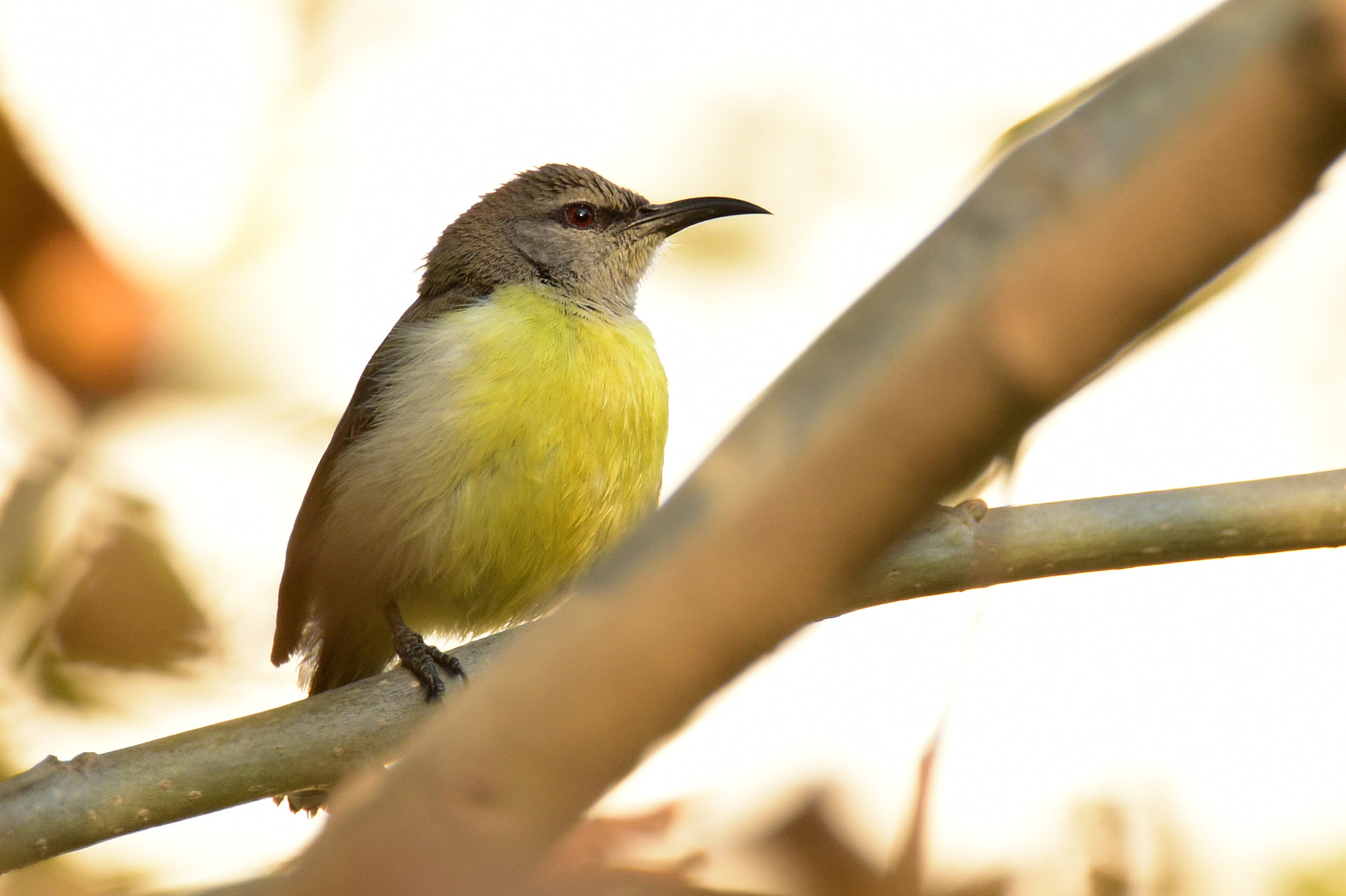 Nikon D810 sample photo. Sunbird photography