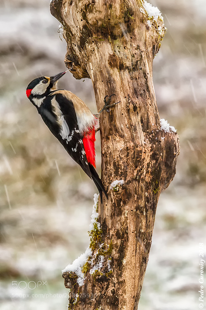 Olympus OM-D E-M1 Mark II sample photo. Pico picapinos photography