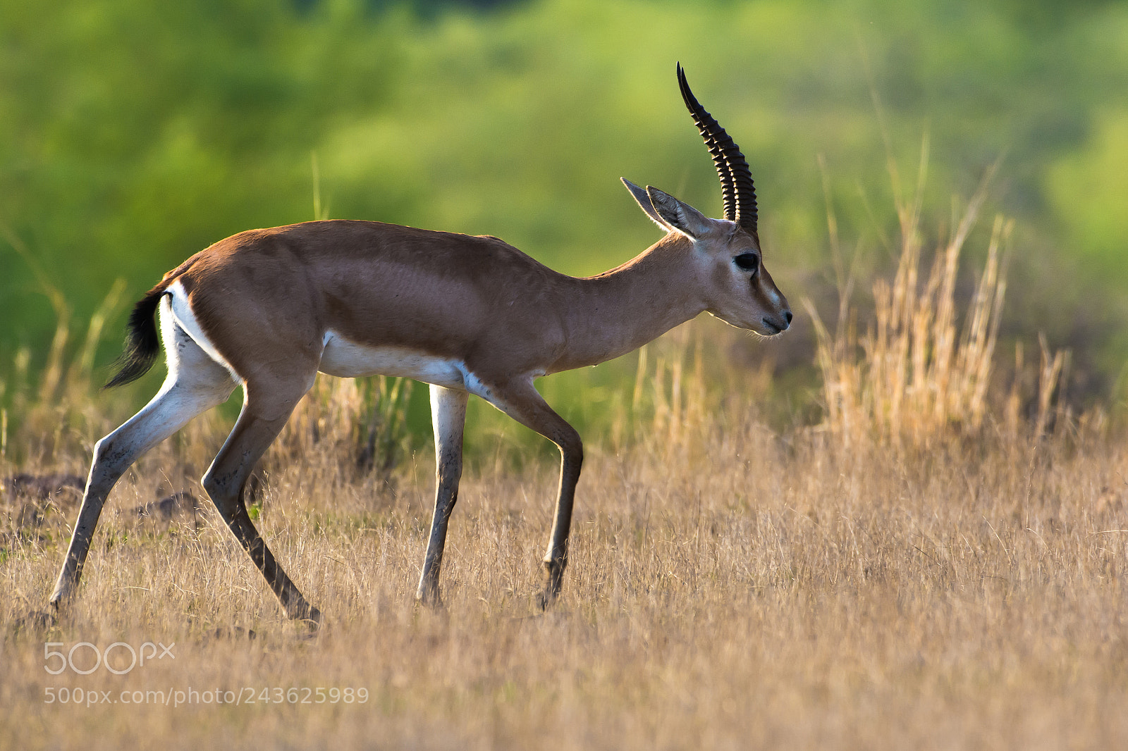 Nikon D7100 sample photo. Chinkara photography