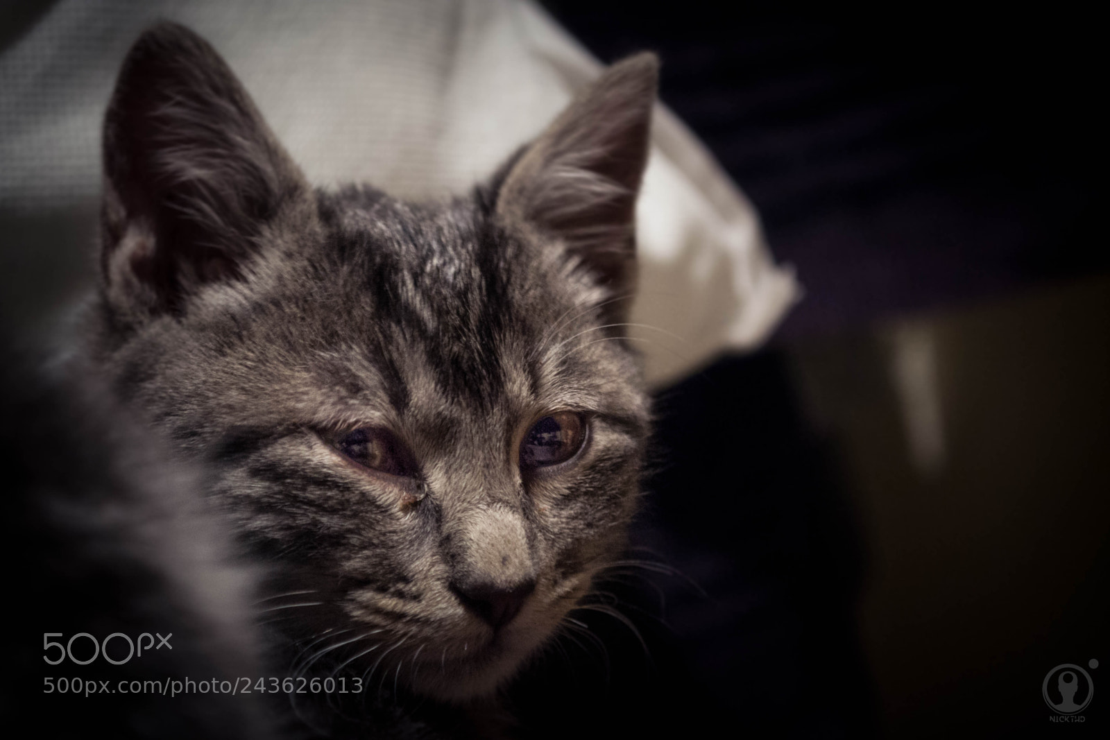 Nikon D3100 sample photo. Cat photography