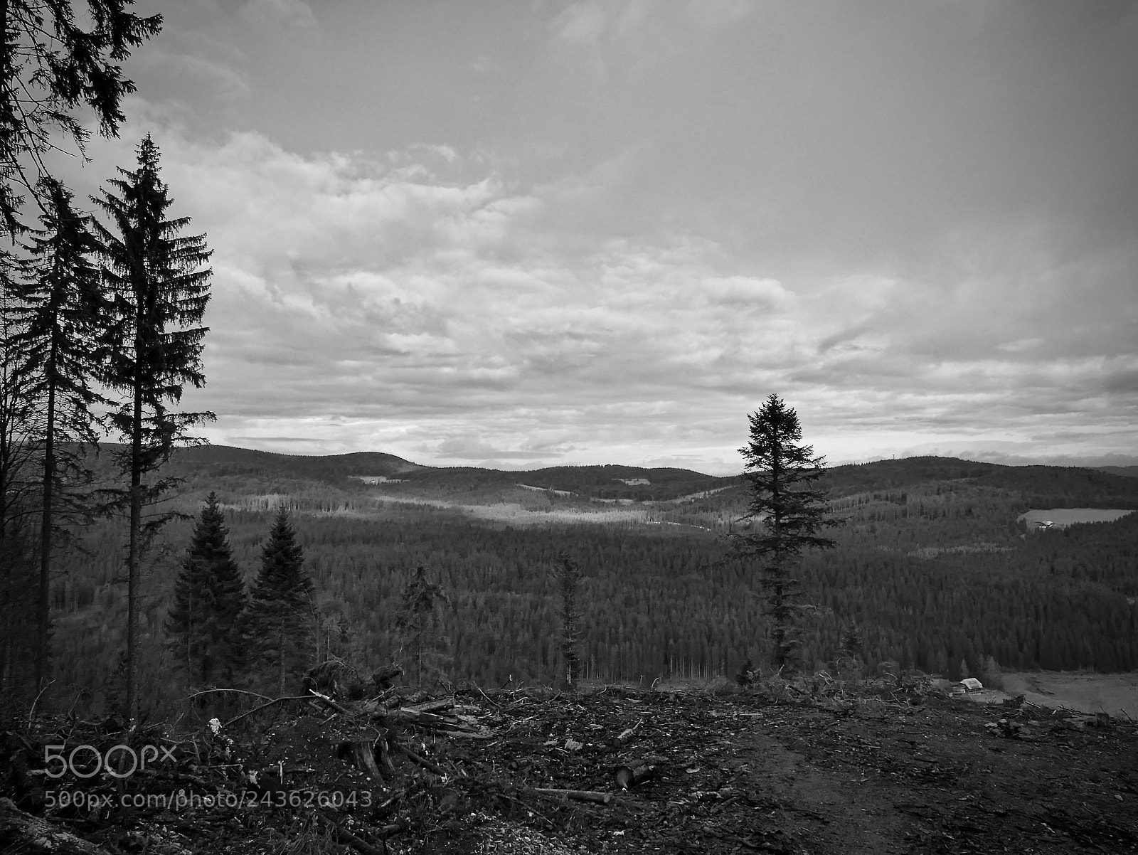 Leica D-Lux (Typ 109) sample photo. Black forest photography