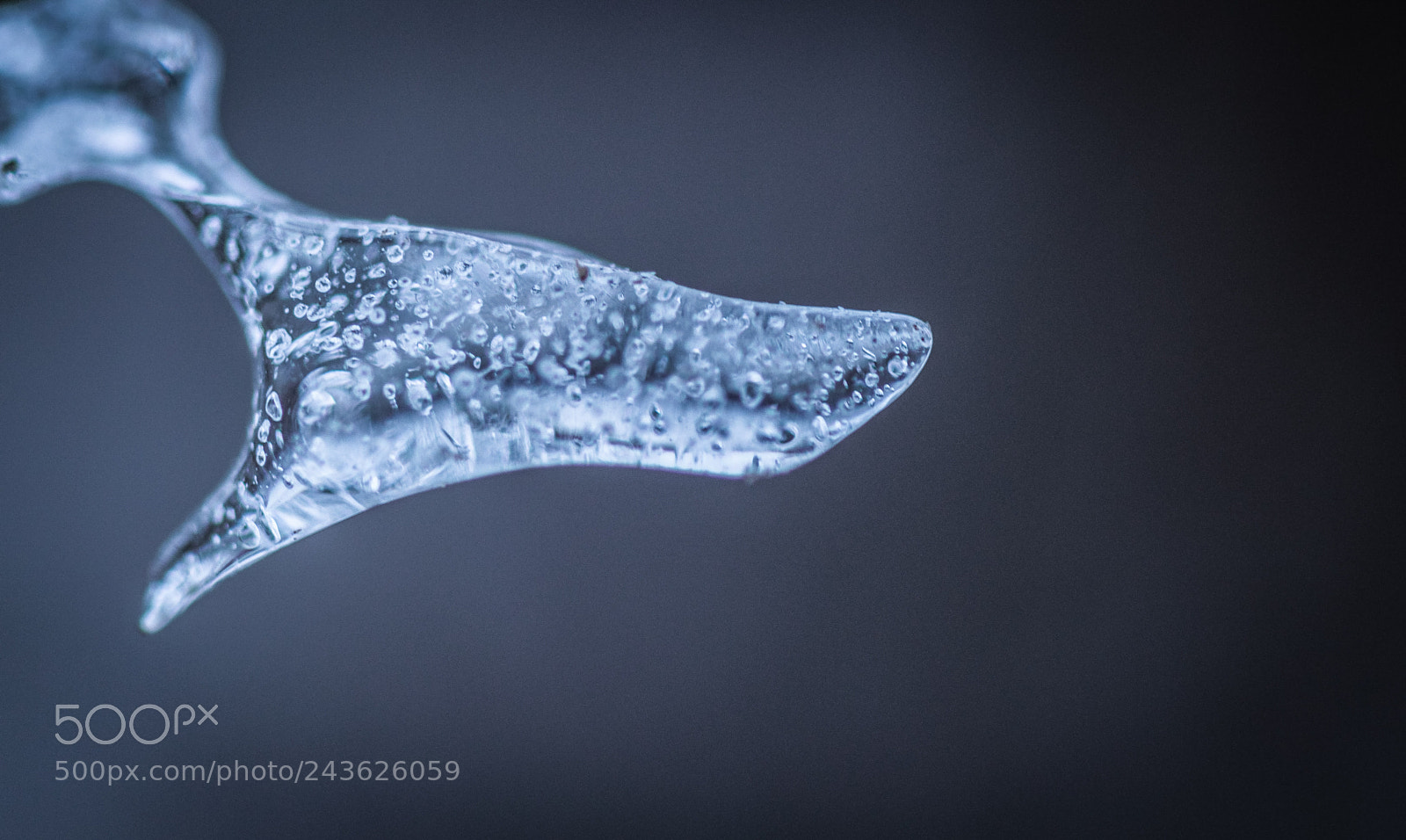 Nikon D5000 sample photo. Ice shark photography