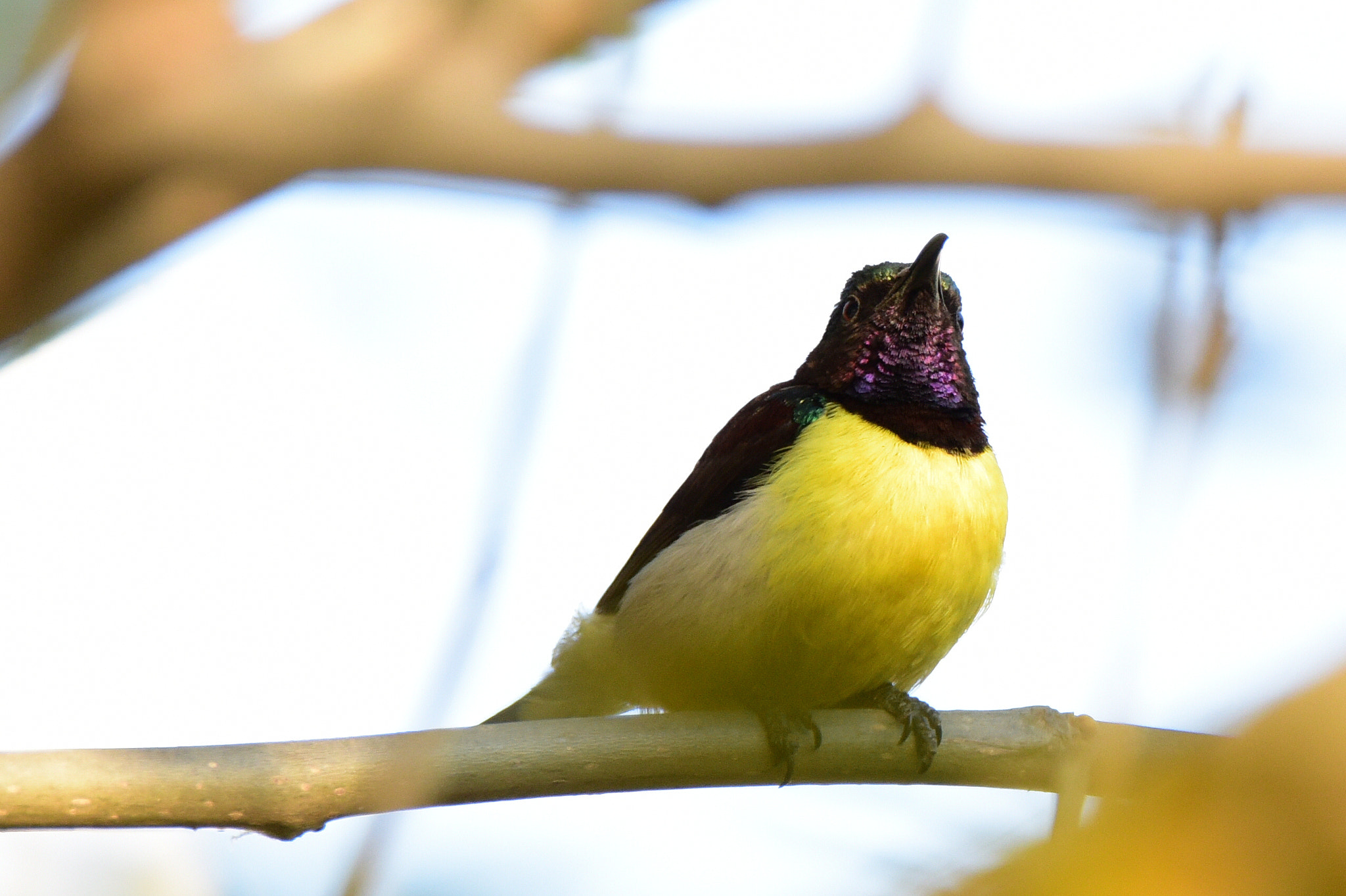 Nikon D810 sample photo. Purple rumped sunbird photography