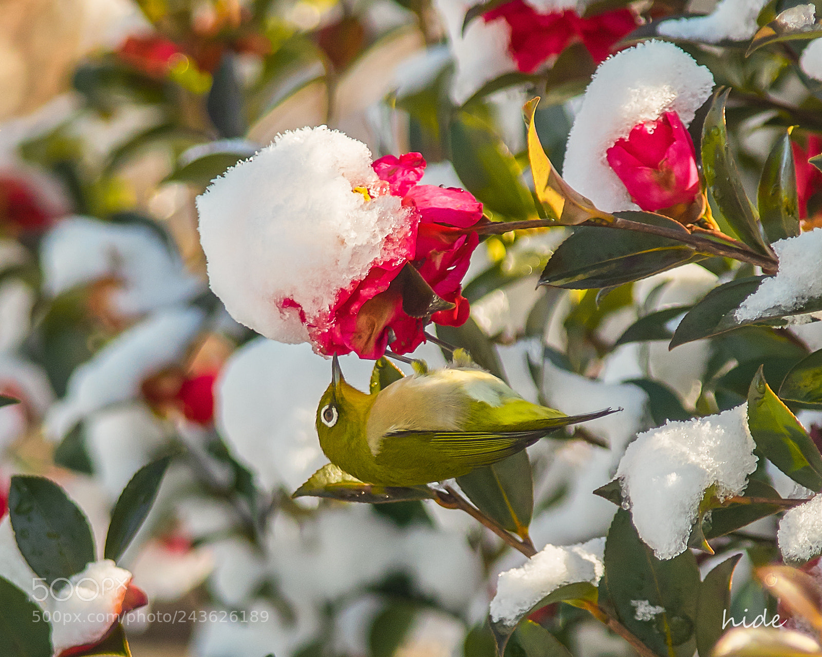 Nikon D500 sample photo. Sherbet photography