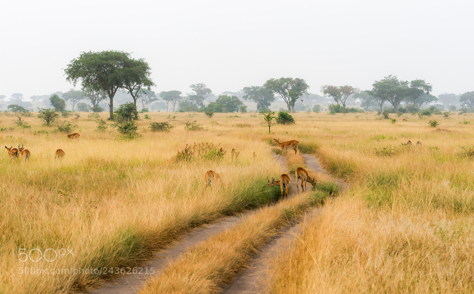 Sony SLT-A99V sample photo. African savannah photography