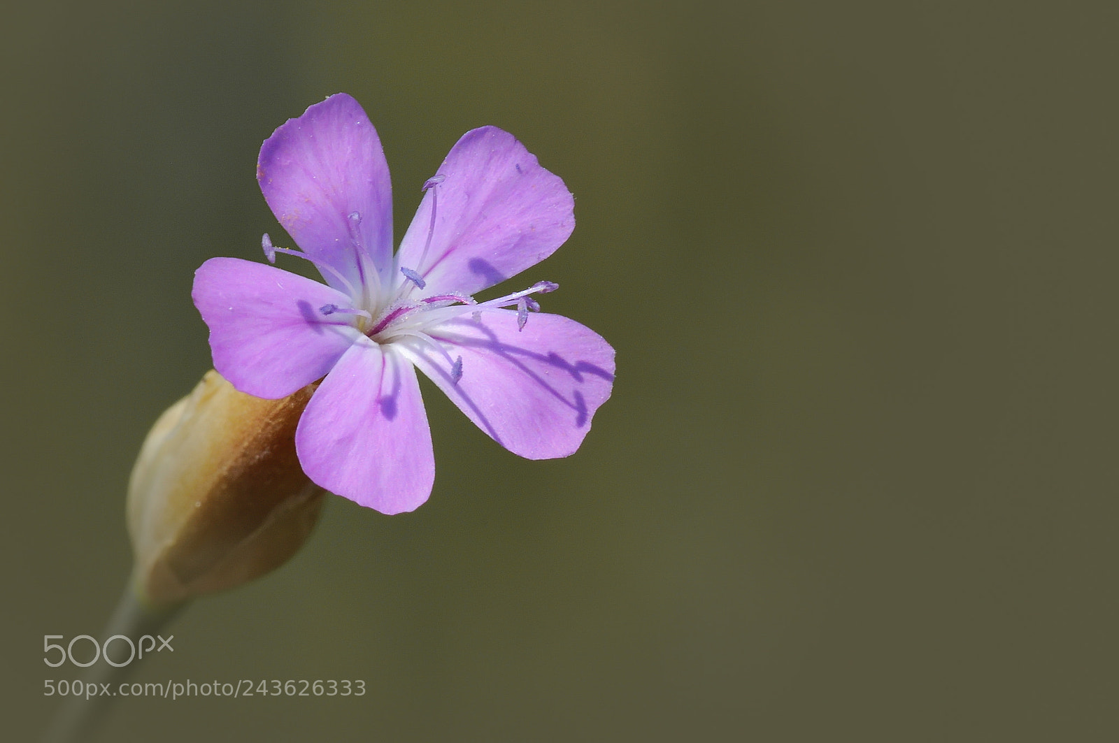 Nikon D5000 sample photo. Flowers photography
