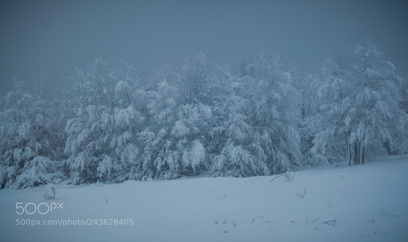 Nikon D5000 sample photo. Winter transcarpathian photography