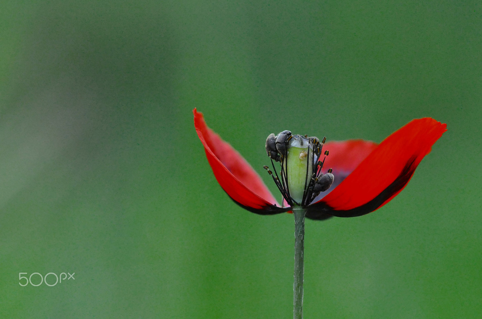 Nikon AF-S Micro-Nikkor 105mm F2.8G IF-ED VR sample photo. Papaver photography