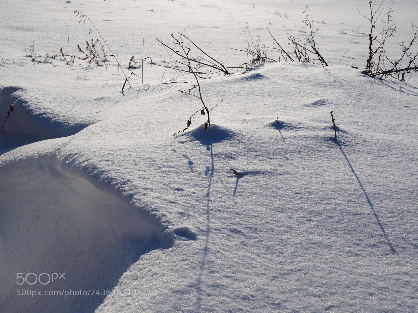Olympus OM-D E-M10 II sample photo. натюрморт photography