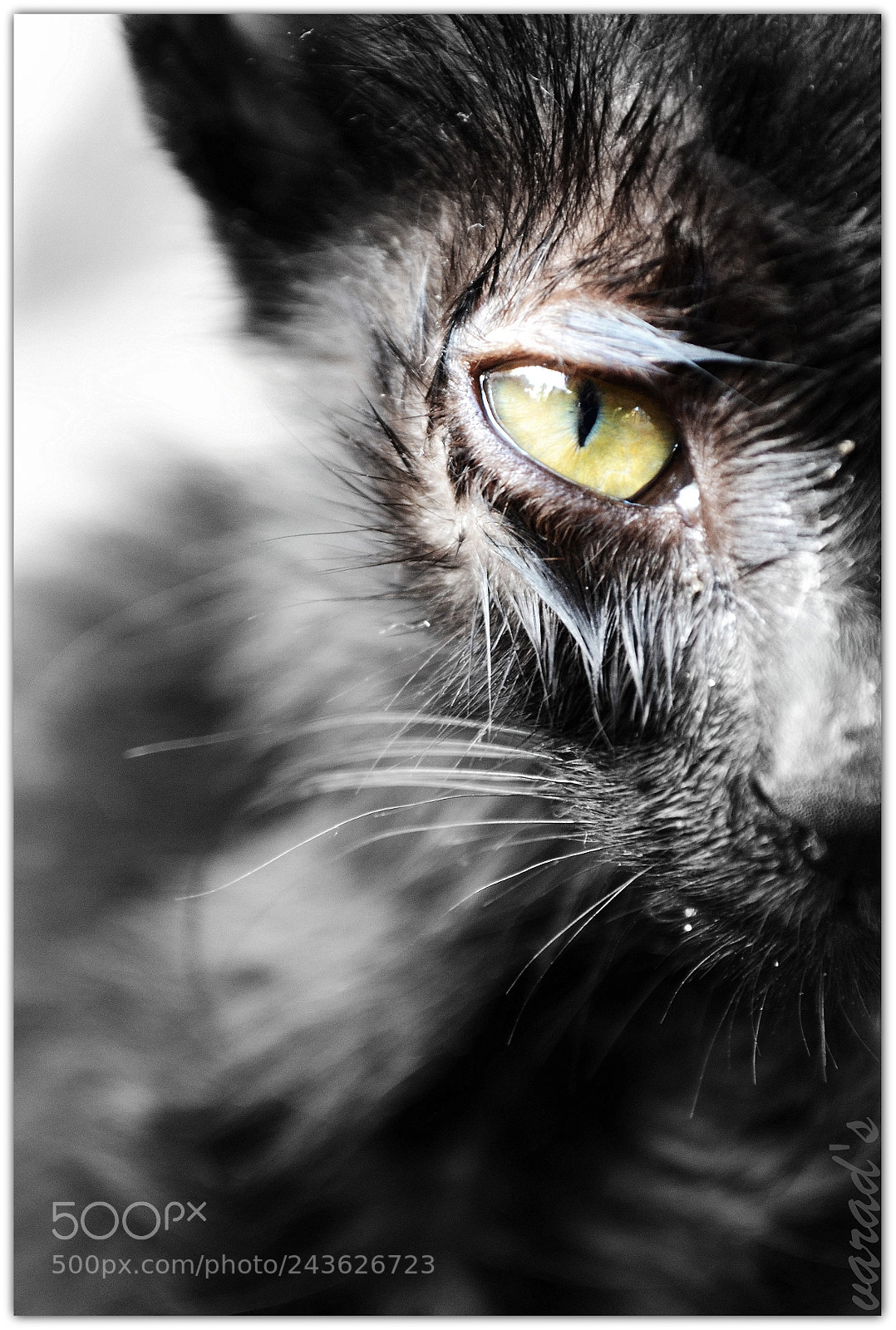 Nikon D3100 sample photo. Wild look photography