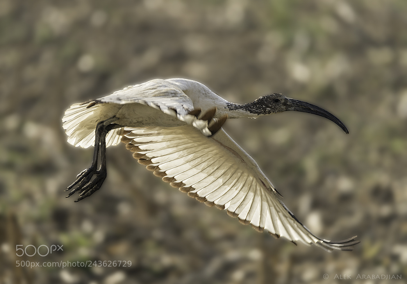 Nikon D5 sample photo. The sacred flight photography