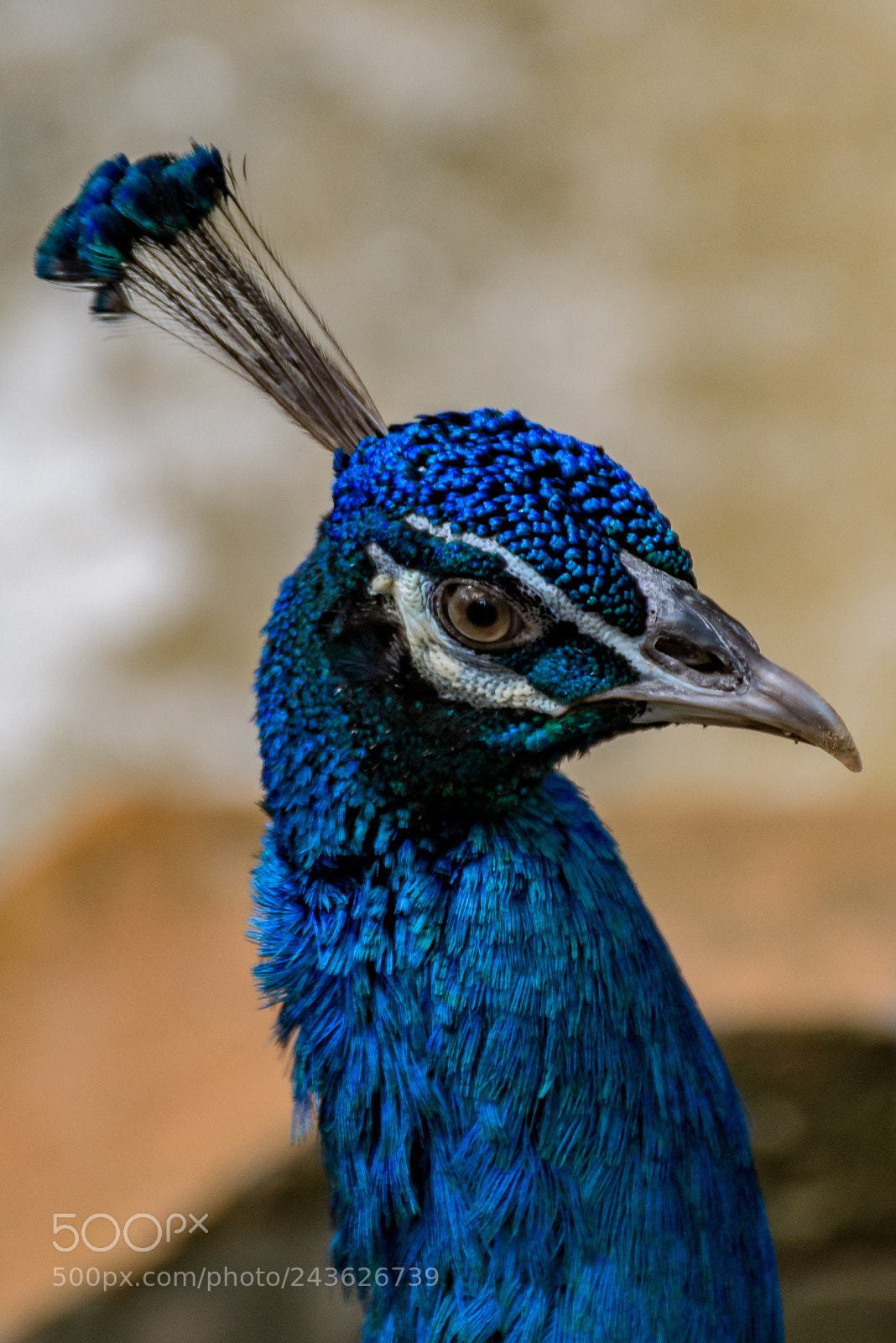 Nikon D500 sample photo. The head photography