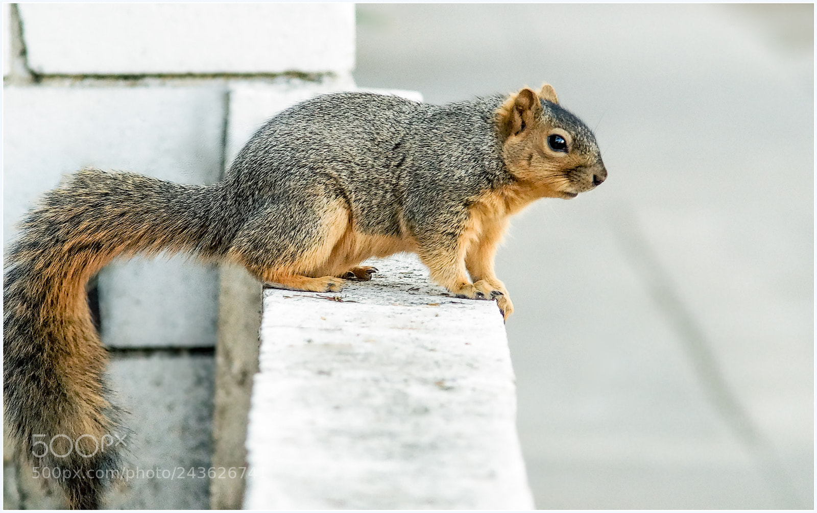 Sony SLT-A58 sample photo. Squirrel photography