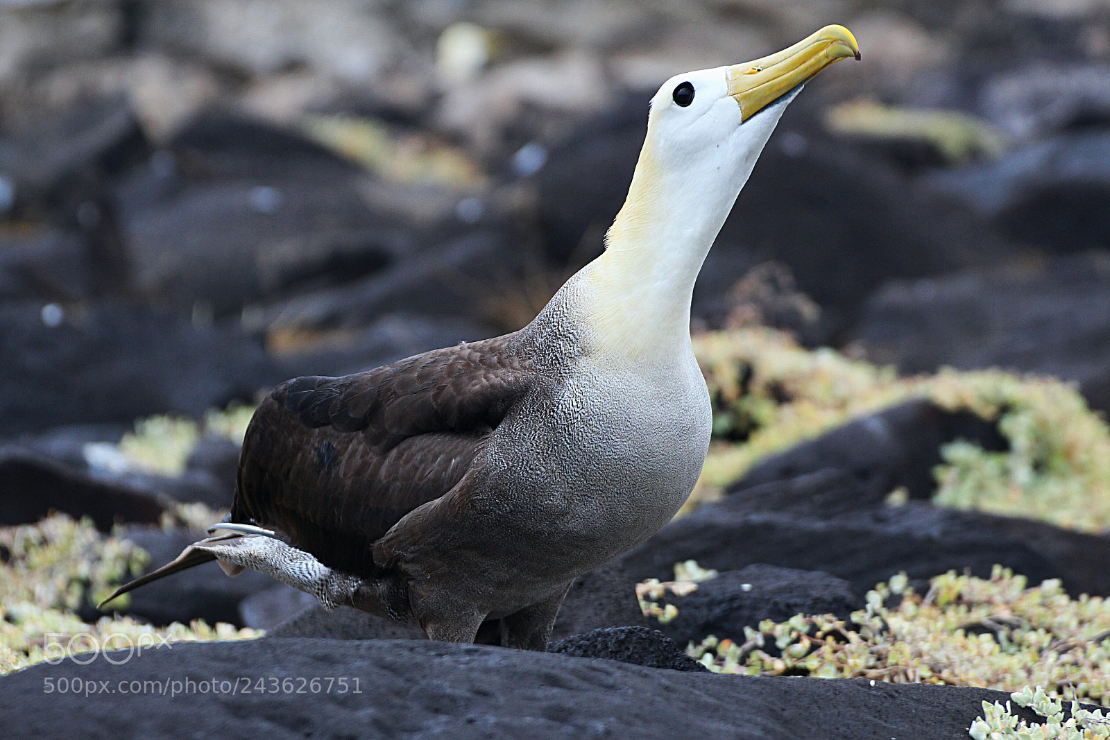 Canon EOS 700D (EOS Rebel T5i / EOS Kiss X7i) sample photo. Waved albatross 1 photography