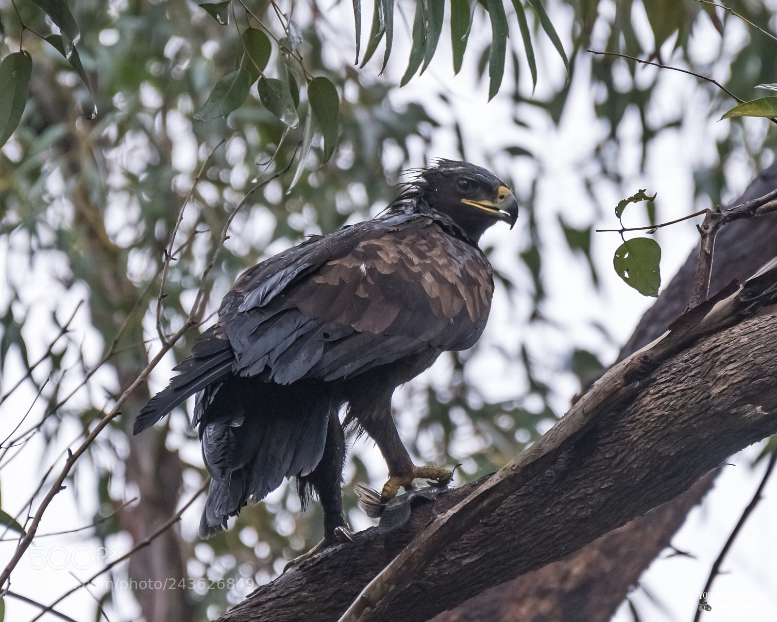 Nikon D810 sample photo. Eagle frogs photography