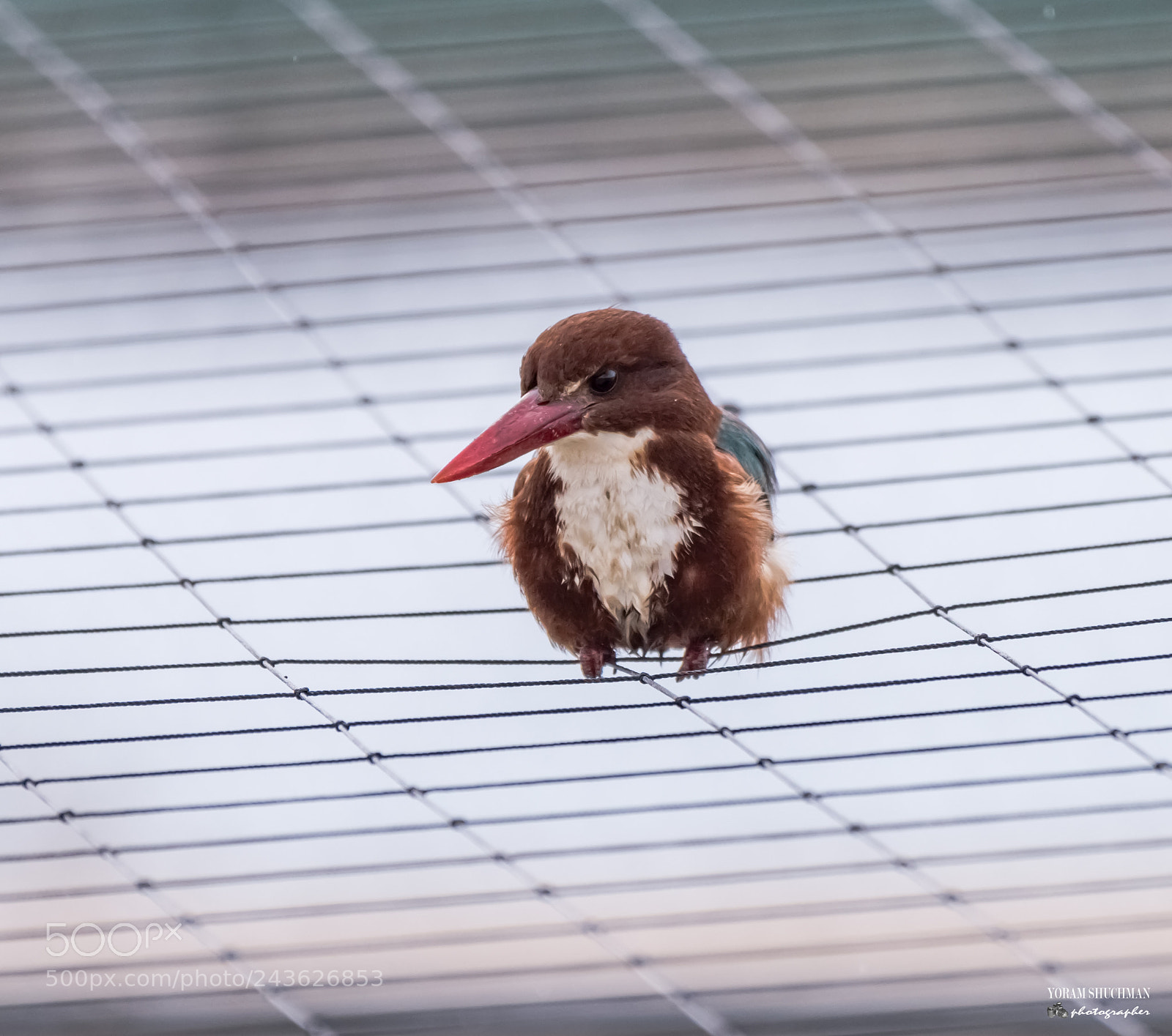 Nikon D810 sample photo. White - breasted kingfisher photography