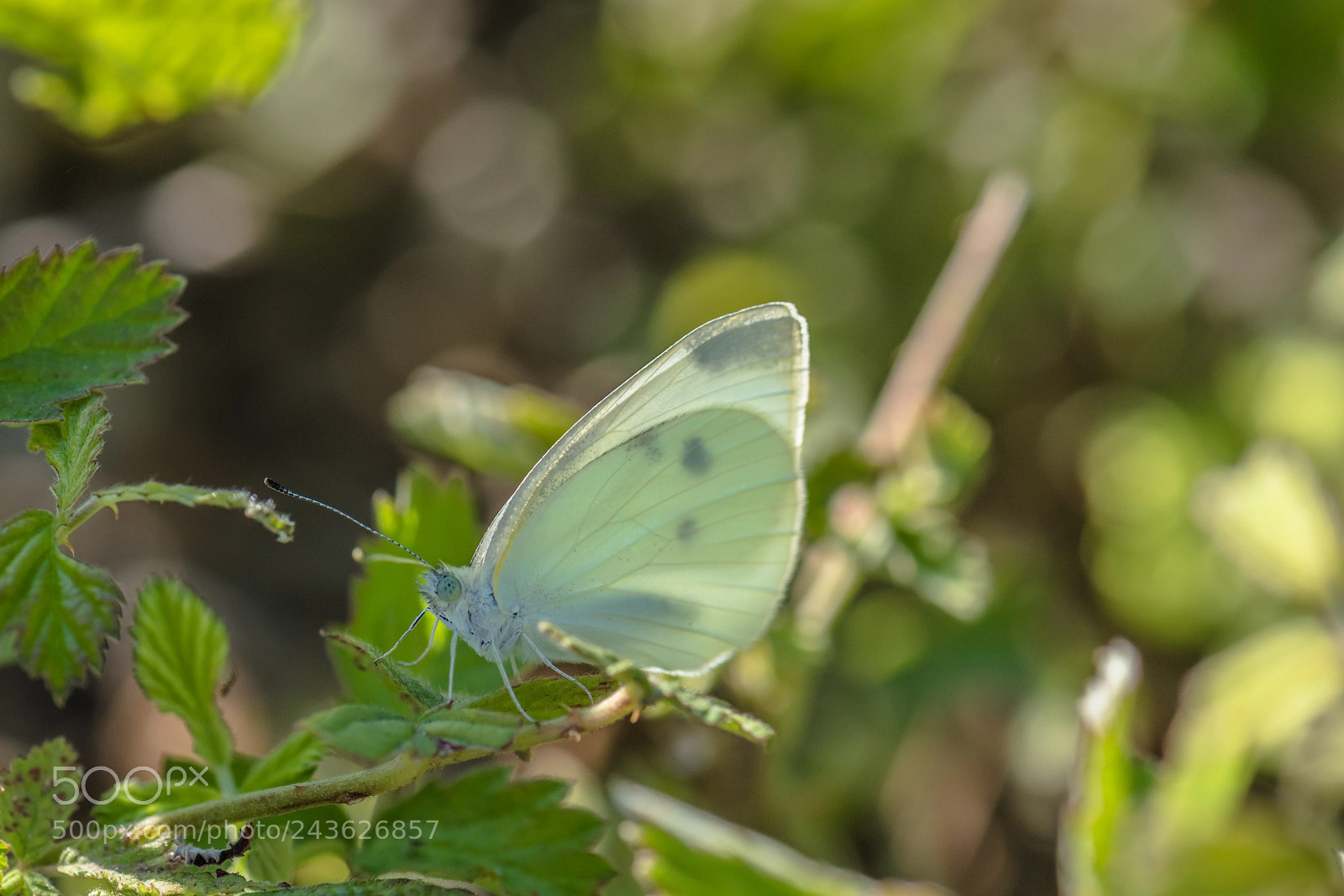 Nikon D810 sample photo. Beyaz melek.. photography