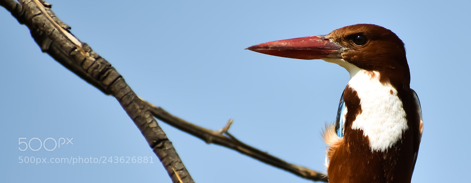 Nikon D3400 sample photo. White-breasted kingfisher photography