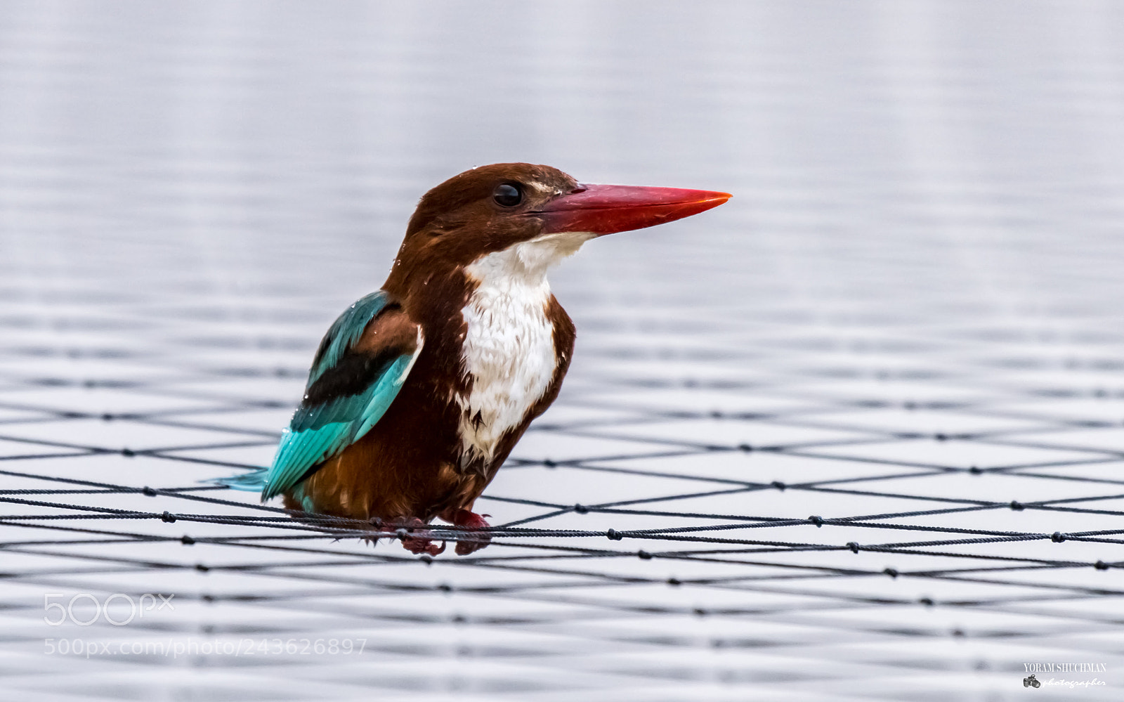 Nikon D810 sample photo. White - breasted kingfisher photography