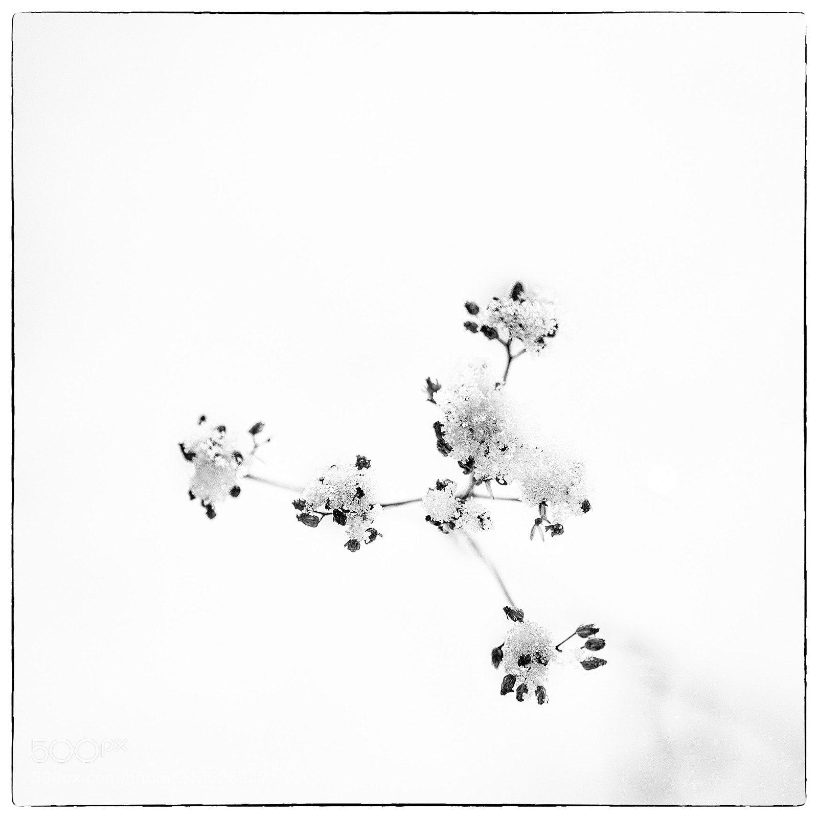 Sony a7R sample photo. Nature b/w photography