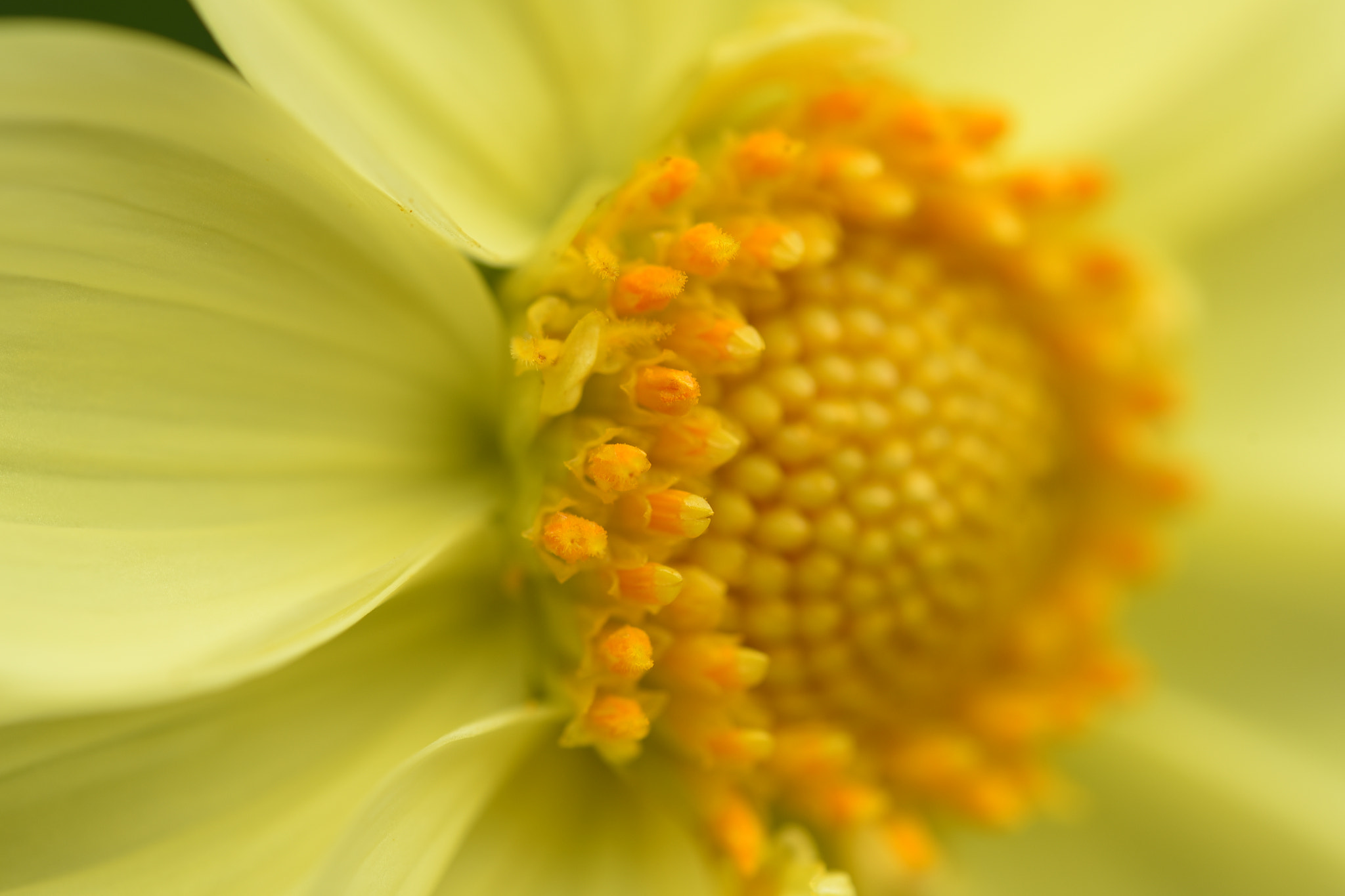 Nikon D750 + Nikon AF Micro-Nikkor 200mm F4D ED-IF sample photo. Yellow stamen photography