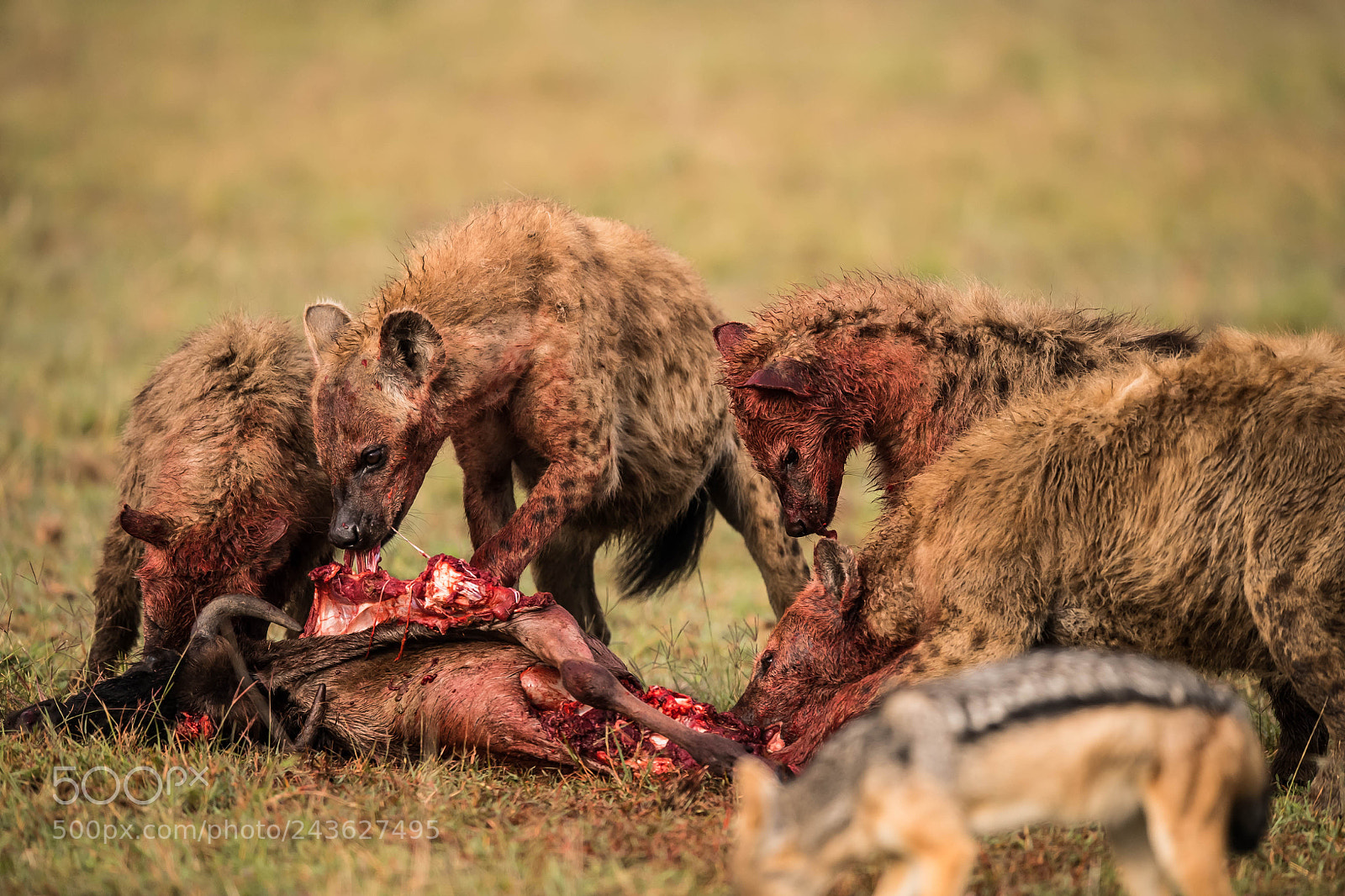 Nikon D5 sample photo. Hyena photography
