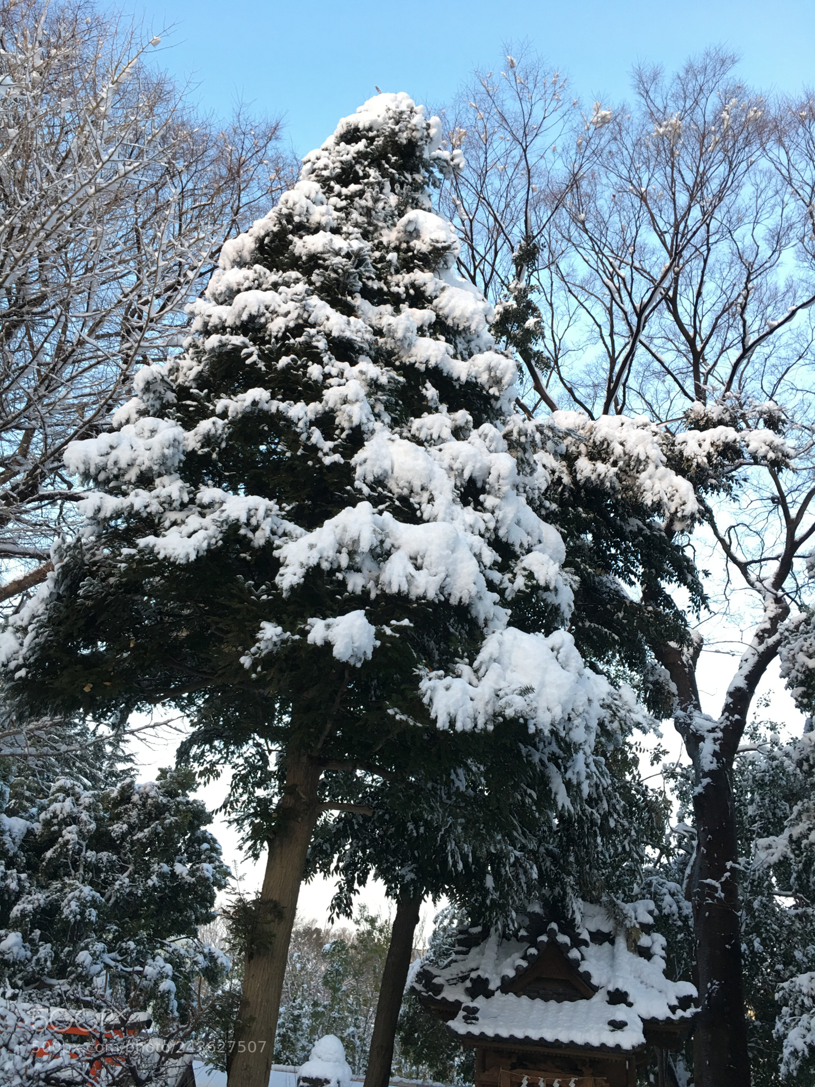 Apple iPhone 6s Plus sample photo. Winter2018 tree photography