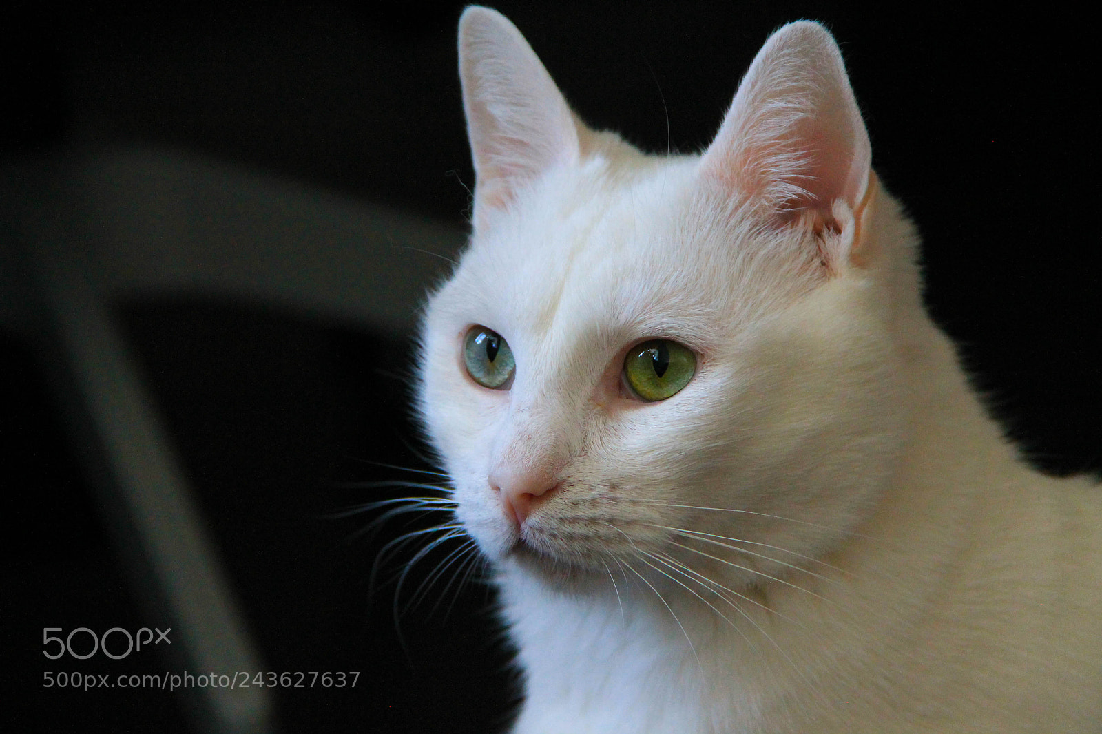 Canon EOS 1100D (EOS Rebel T3 / EOS Kiss X50) sample photo. Cute cat photography