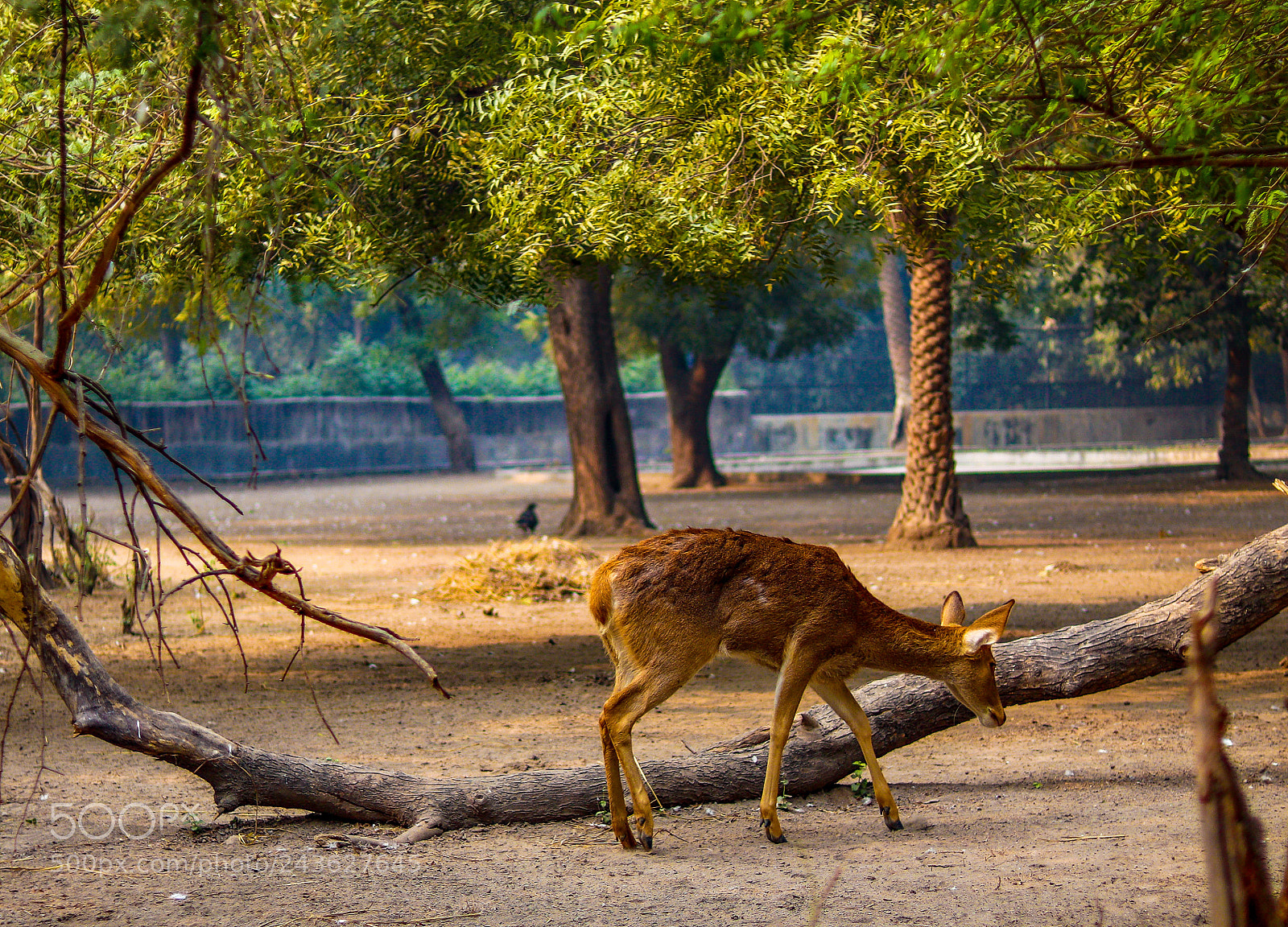 Canon EOS 77D (EOS 9000D / EOS 770D) sample photo. One lost buck photography