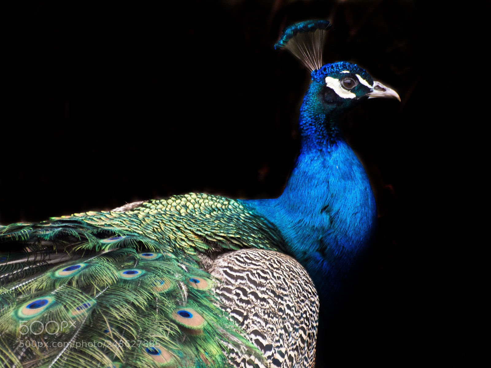 Olympus E-5 sample photo. Peacock fowl photography