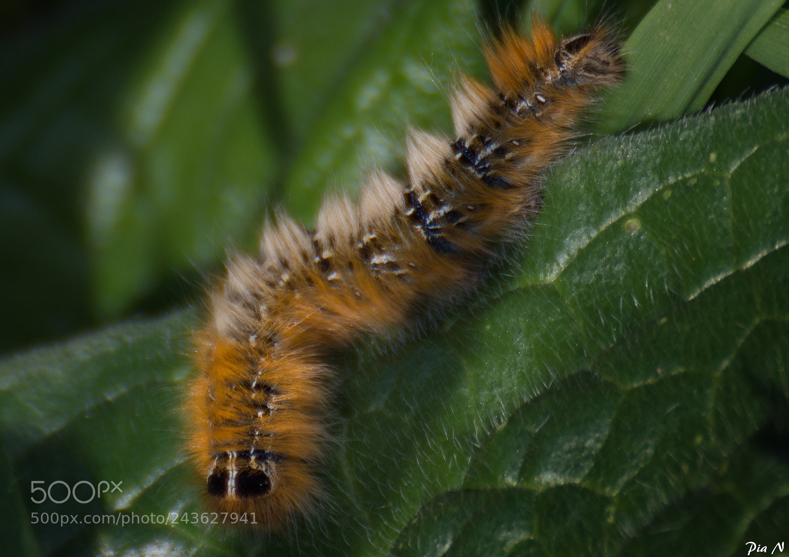 Nikon D7200 sample photo. Caterpillar photography