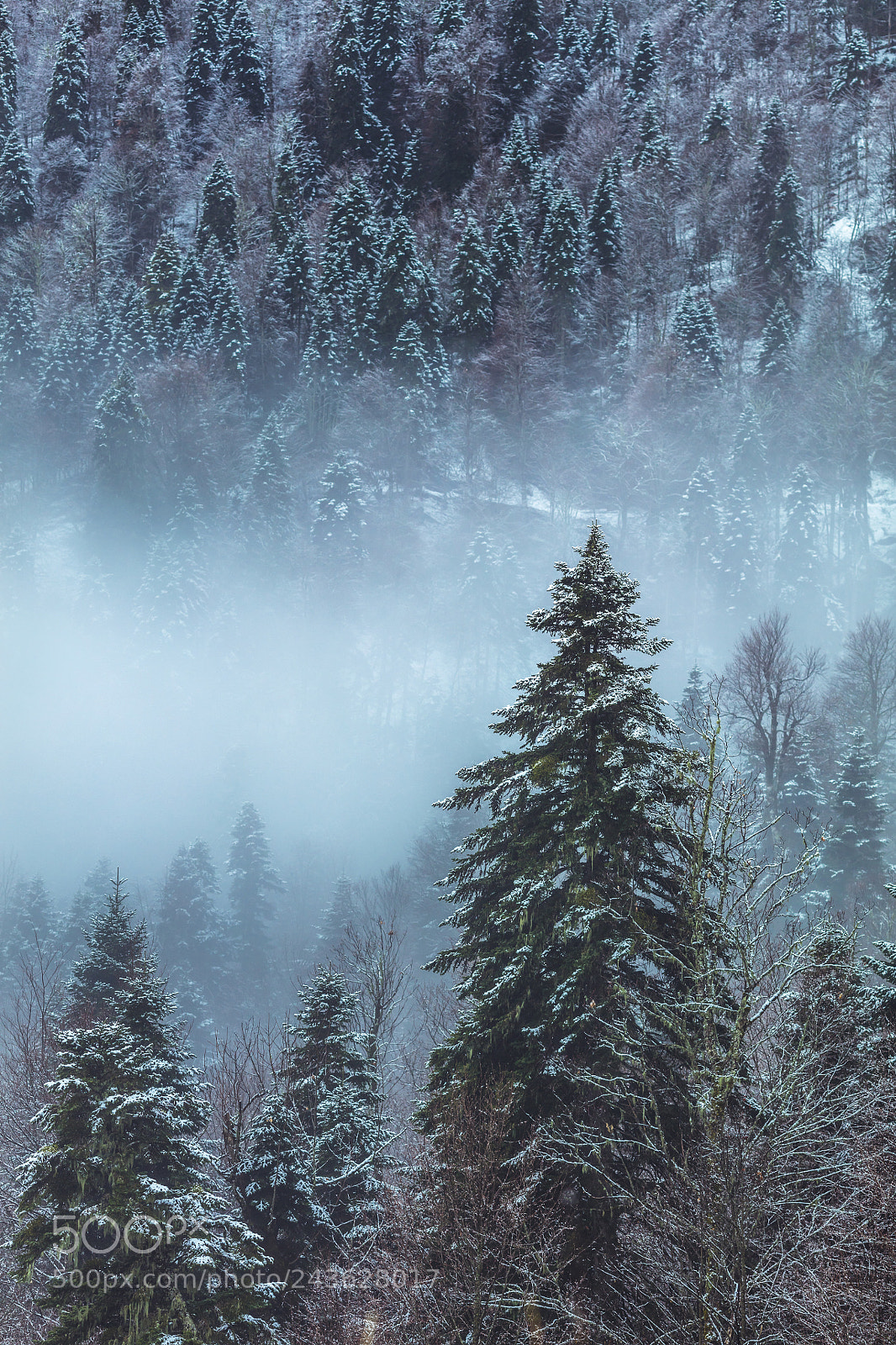 Canon EOS 5DS R sample photo. Lovely forest photography