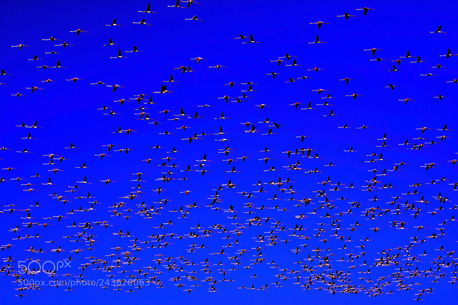 Nikon D7100 sample photo. Flock of pink flamingo photography