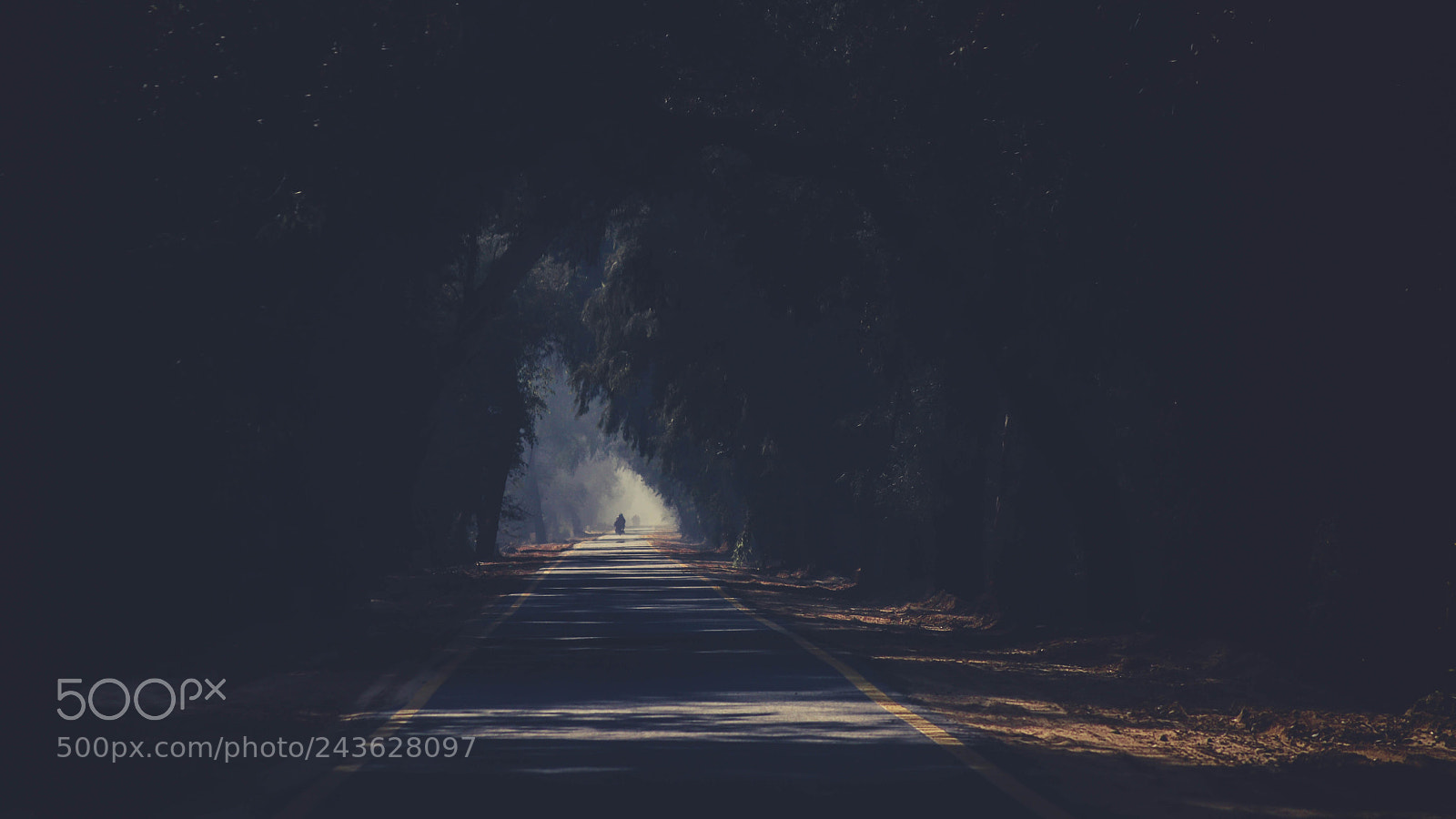 Nikon D3200 sample photo. The shaded road photography