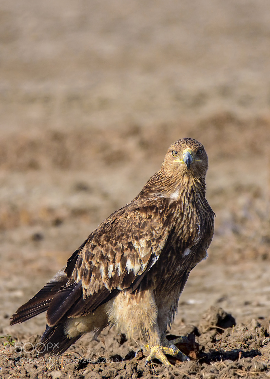Nikon D7200 sample photo. Aquila heliaca photography