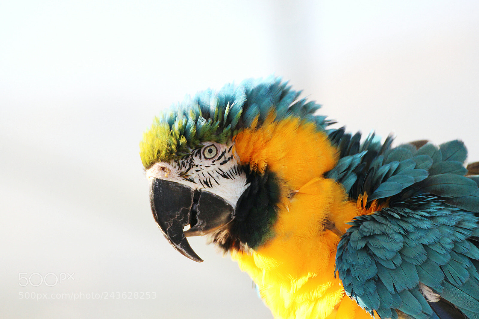 Canon EOS 700D (EOS Rebel T5i / EOS Kiss X7i) sample photo. Parrot 1 photography