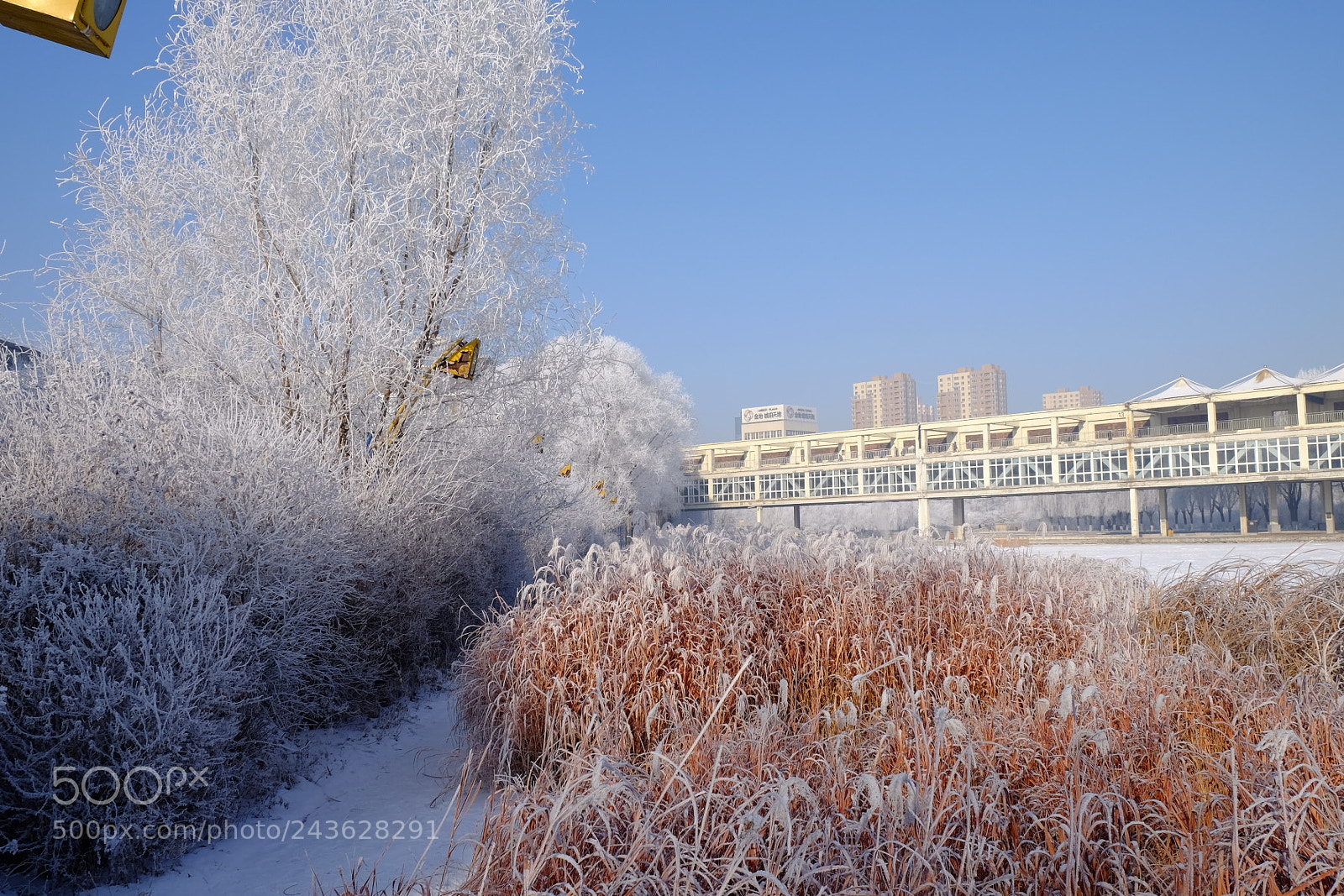 Fujifilm X-T10 sample photo. 雾凇soft rime photography