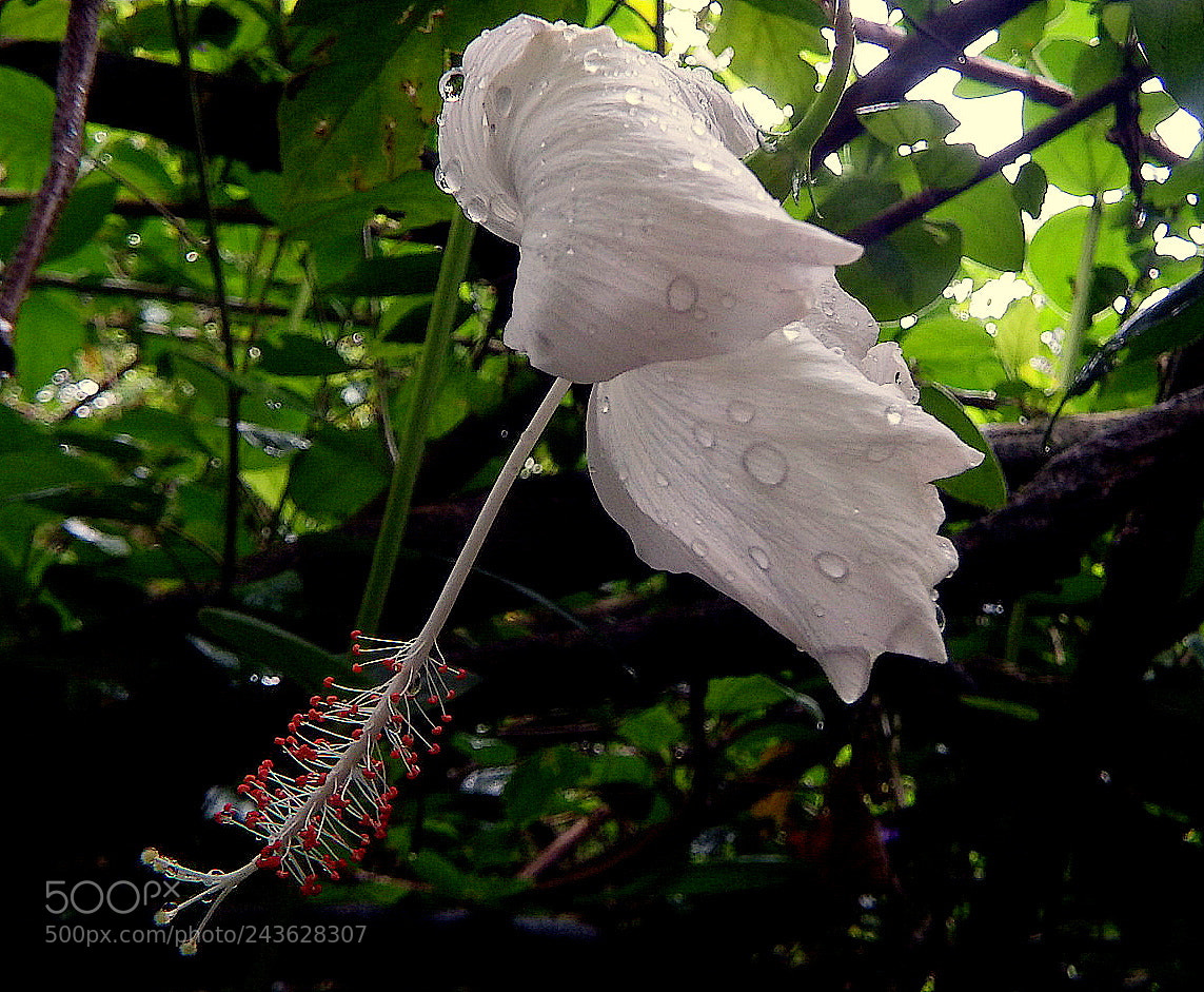 Fujifilm FinePix SL1000 sample photo. White hibisco photography