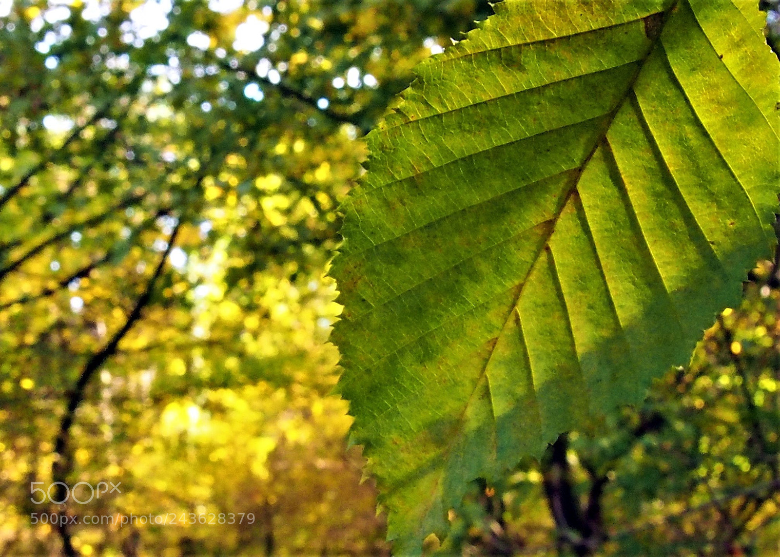 Olympus PEN E-PL6 sample photo. Leveled érkezett photography