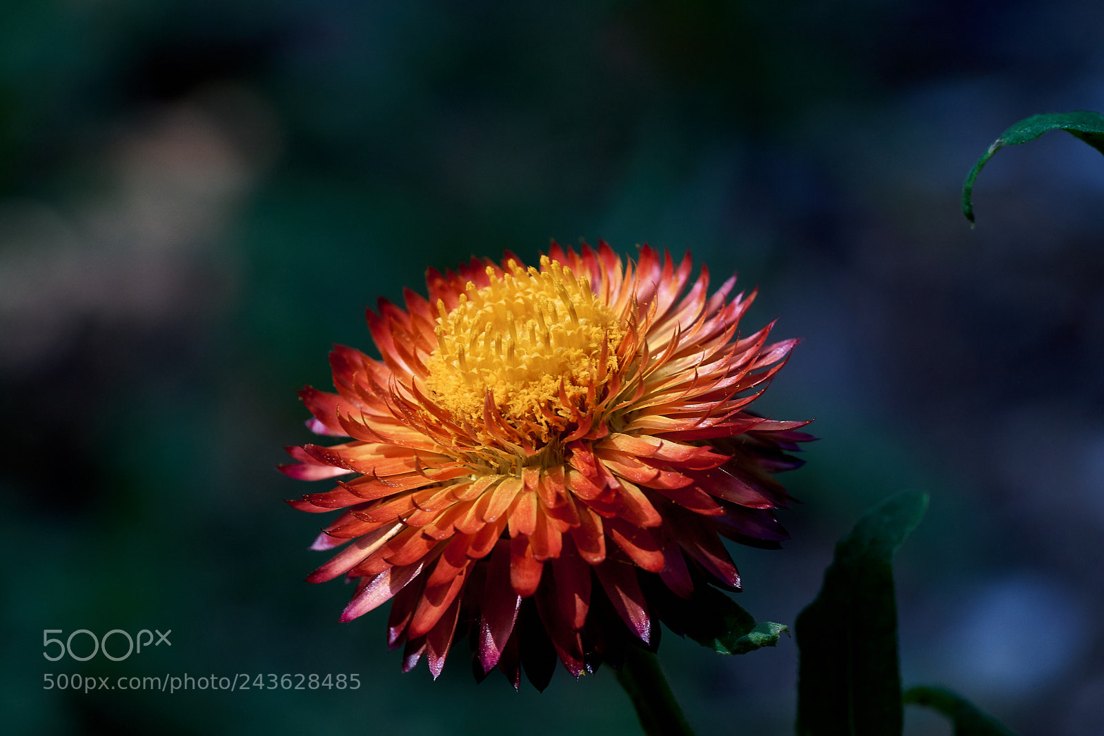 Sony a7 sample photo. Abg_180115_07 photography